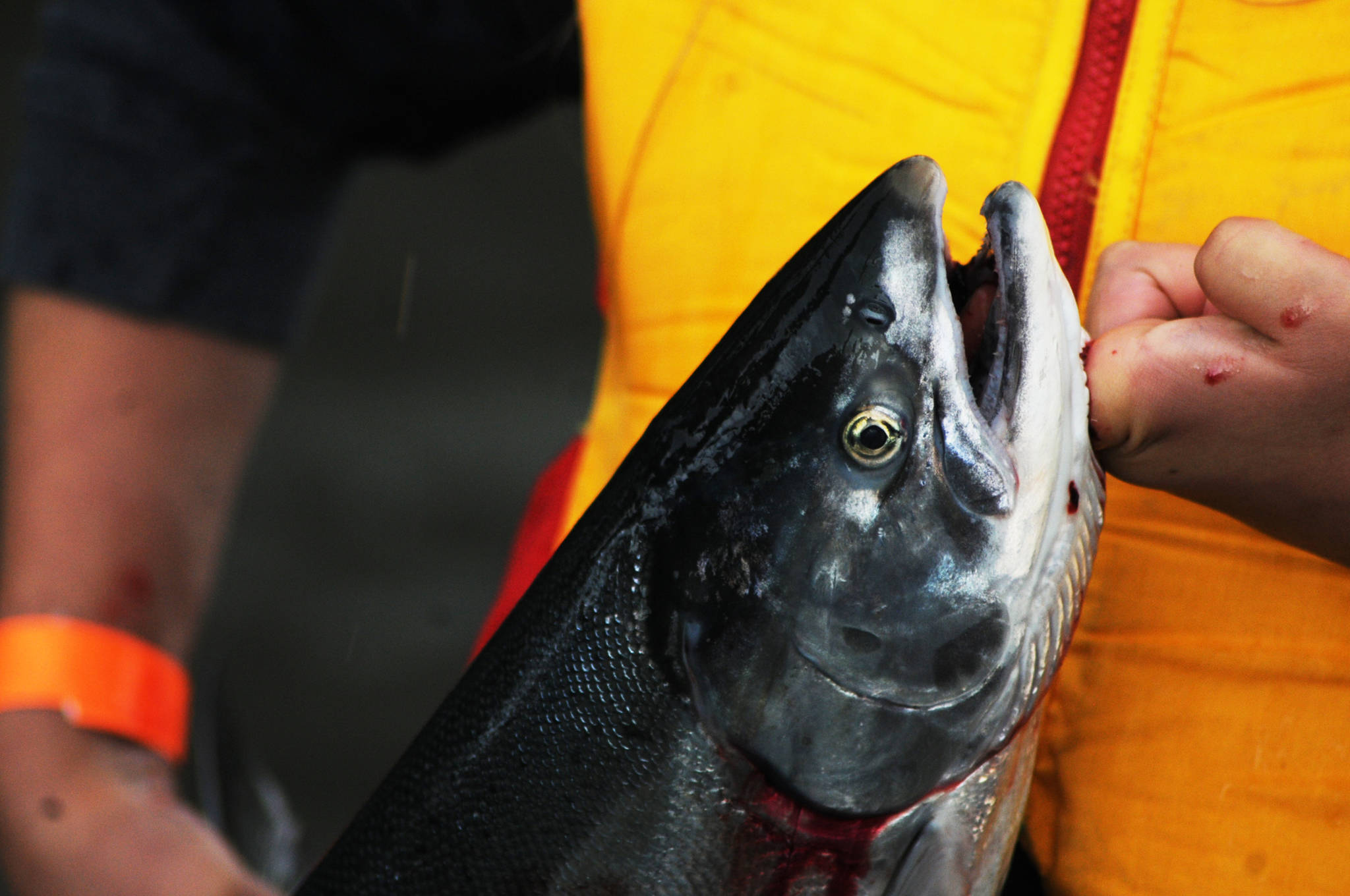 A participant in the Kenai River Junior Classic holds up a silver salmon she caught Wednesday, Aug. 16, 2017 near Soldotna, Alaska. The event, organized by Soldotna-based sportfishing organization the Kenai River Sportfishing Association, brings kids from all over Southcentral Alaska to learn about fishing and boating safety followed by a fishing trip with professional guides on the Kenai River. (Photo by Elizabeth Earl/Peninsula Clarion, file)