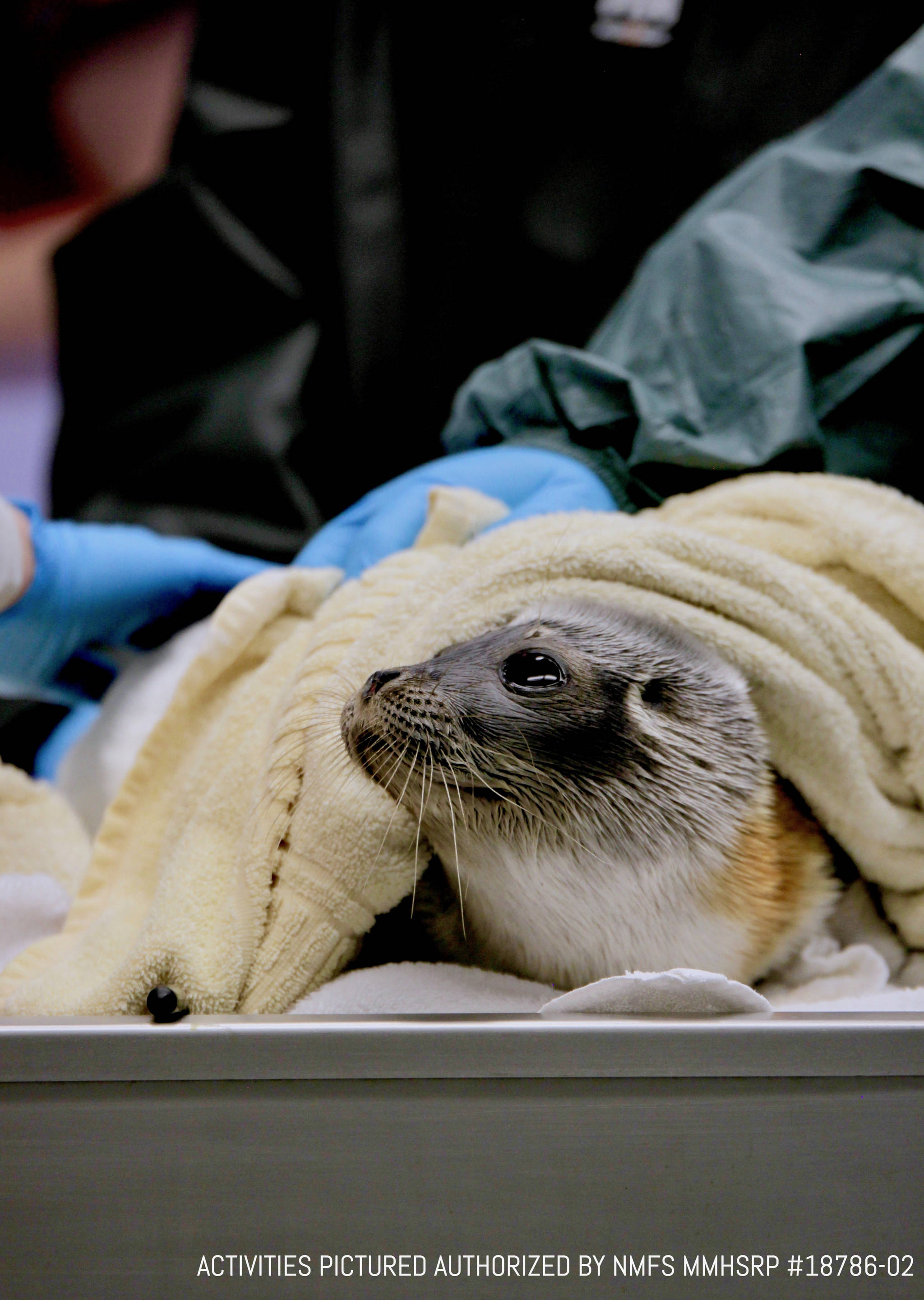 A male ringed seal undergoes rehabilitation at the Alaska SeaLife Center in Seward. The seal pup was transported to the center on March 11 after being found on the rusty pipe on the shore of Dutch Harbor near the city of Unalaska. (Photo courtesy of Alaska SeaLife Center)