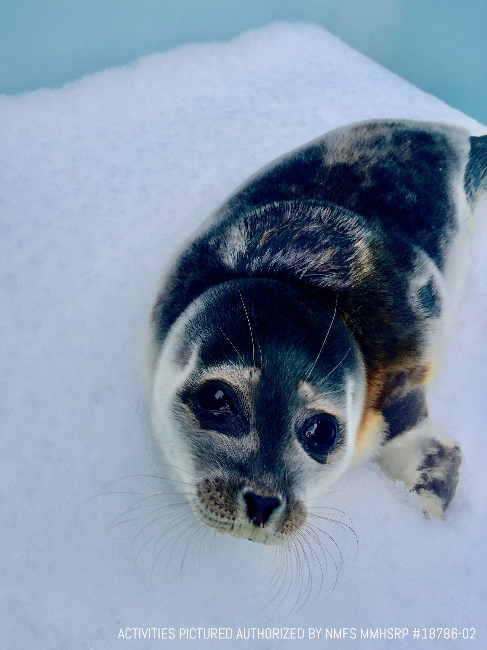 A male ringed seal is photographed at the Alaska SeaLife Center in Seward. The seal pup was transported to the center on March 11 after being found on the rusty pipe on the shore of Dutch Harbor near the city of Unalaska. (Photo courtesy of Alaska SeaLife Center)