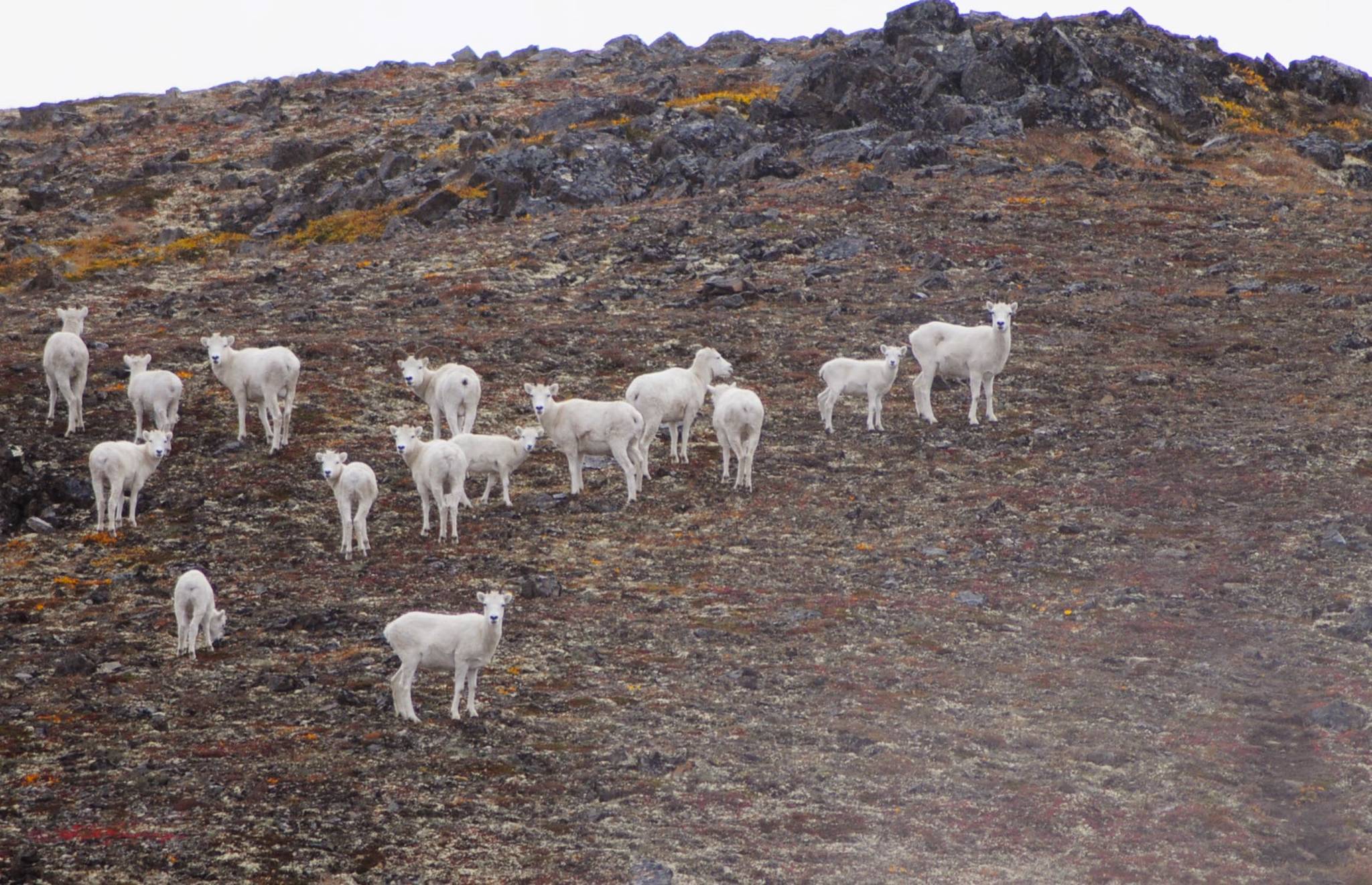 A herd of Dall sheep graze on the side of one of the peaks in the Mystery Hills above the Skyline Trail in September 2017 near Cooper Landing, Alaska. (Photo by Elizabeth Earl/Peninsula Clarion, file)