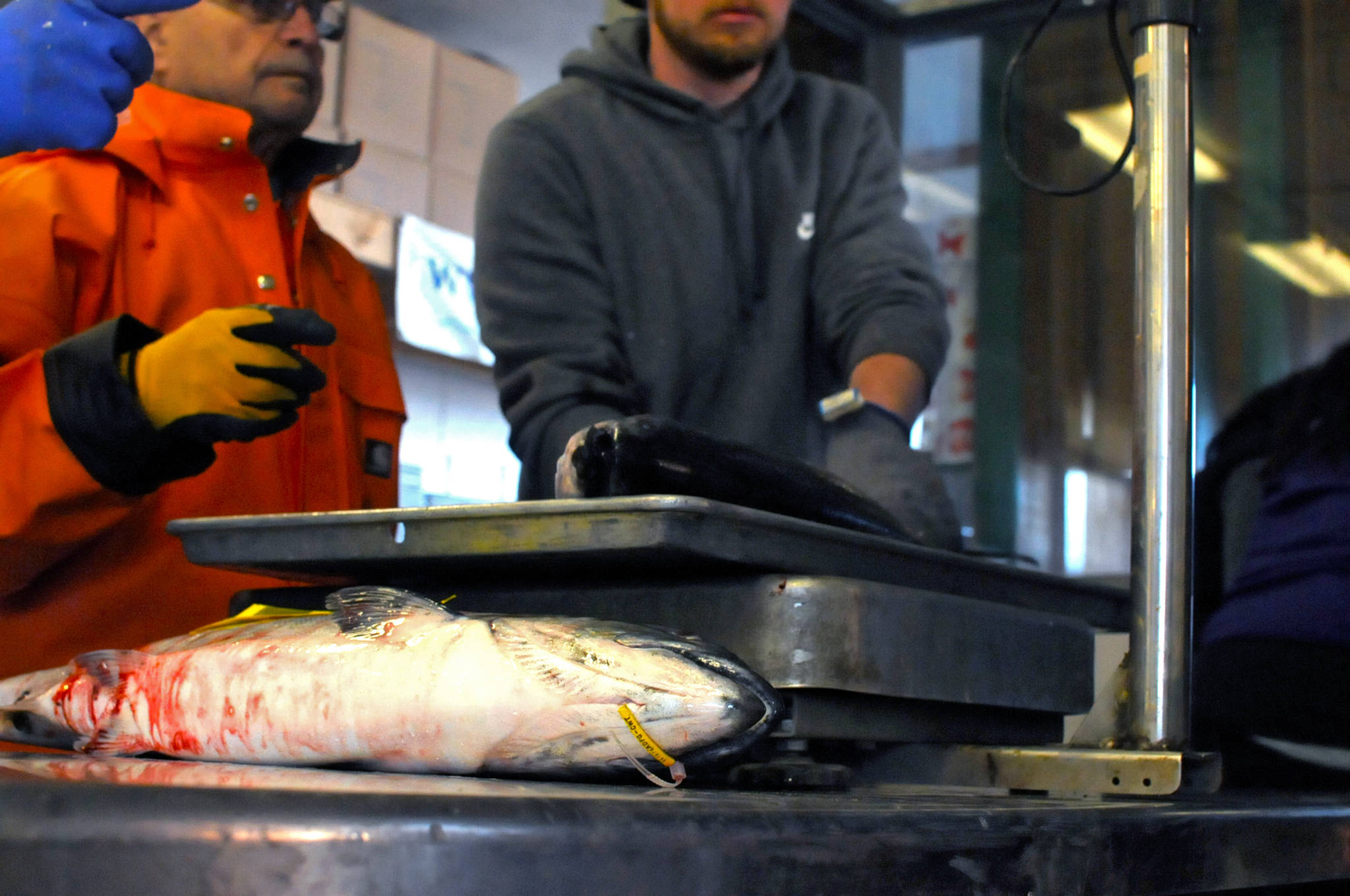 Workers weigh king salmon at Coal Point Seafood Company on the Homer Spit during the annual Homer Winter King Derby on Saturday, March 24, 2018 in Homer, Alaska. More than 1,200 anglers headed out onto the waters around Homer to fish for king salmon, docking again by 6 p.m. to see where their fish landed in the rankings. The winning fish, belonging to Charlie Edwards, weighed in at 24.6 pounds. Second place went to Jerry Huff with a 20.9 pound fish, and third to Janet Donnell with a 20.75 pound fish. (Photo by Elizabeth Earl/Peninsula Clarion)