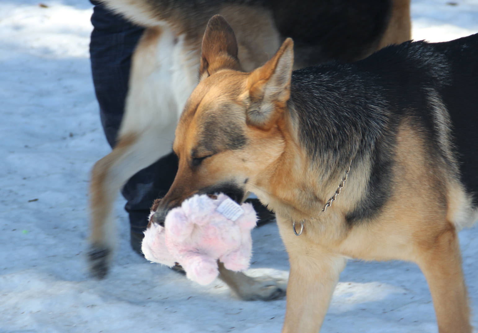 Catching the stuffies at Three Friends Dog park.