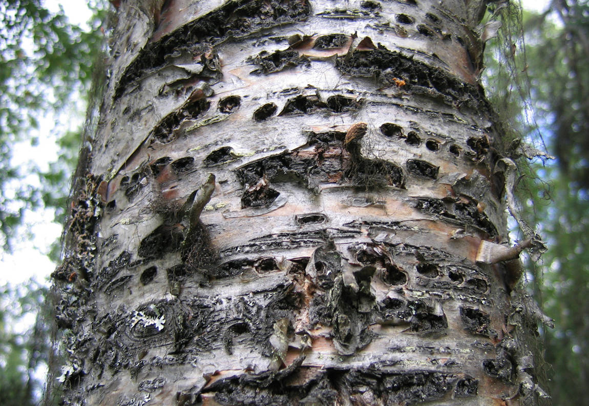 American three-toed woodpeckers on the Kenai Peninsula drill horizontal rows of “sap wells” into birch trees from which they feed on sap. (Photo courtesy Ted Bailey)