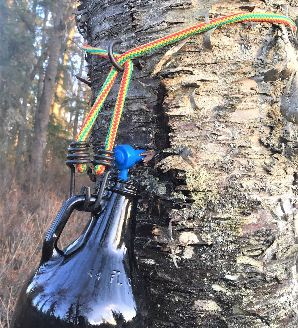 Birches offer up free brew this time of year on the Kenai Peninsula. (Photo courtesy John Morton)