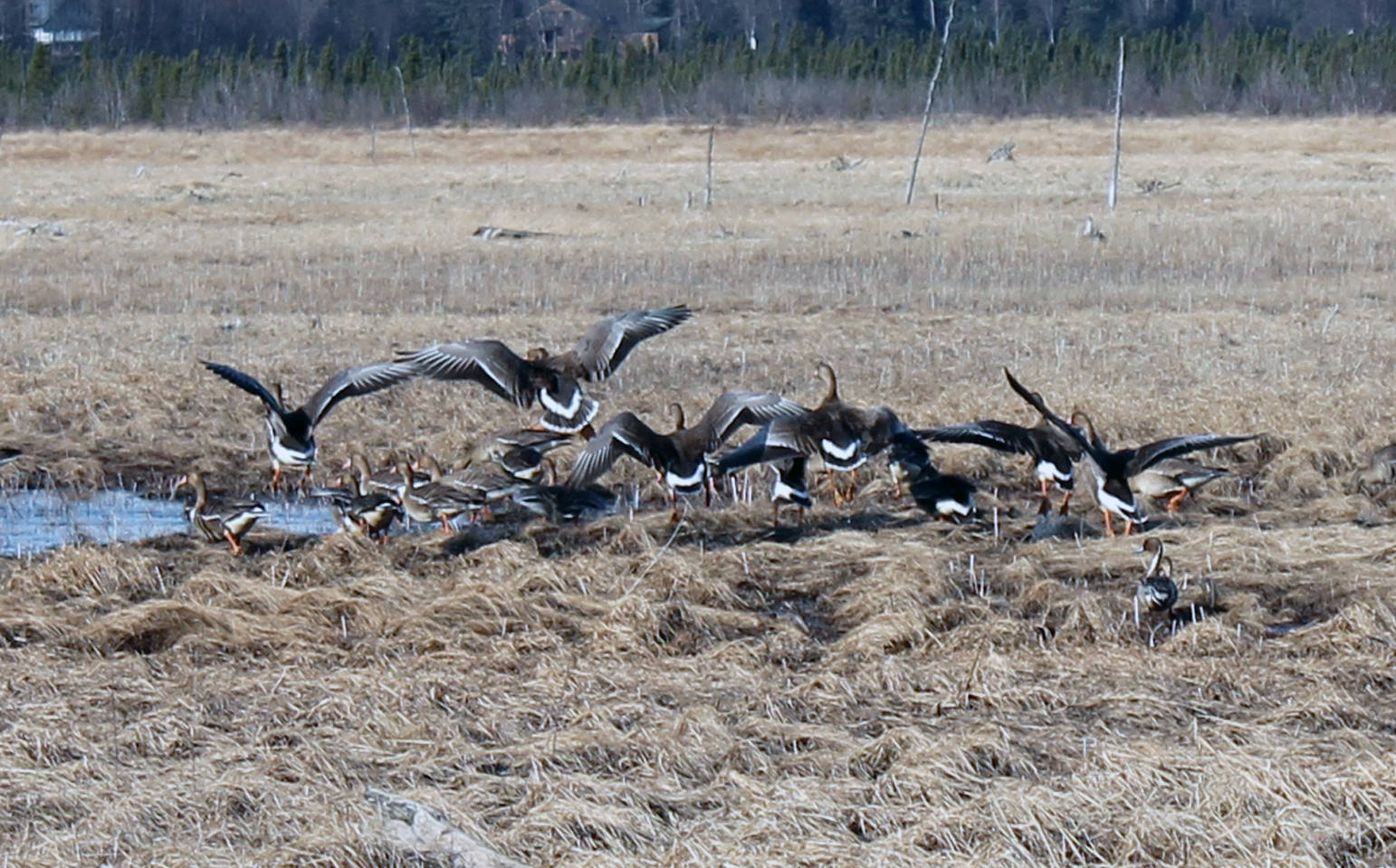 A gaggle of greater white-fronted geese, along with a few northern pintail ducks, forage on the Kenai River flats near Bridge Access Road on Tuesday morning. The flats provide an important layover area for birds migrating north for the summer. (Photo by Will Morrow/Peninsula Clarion)