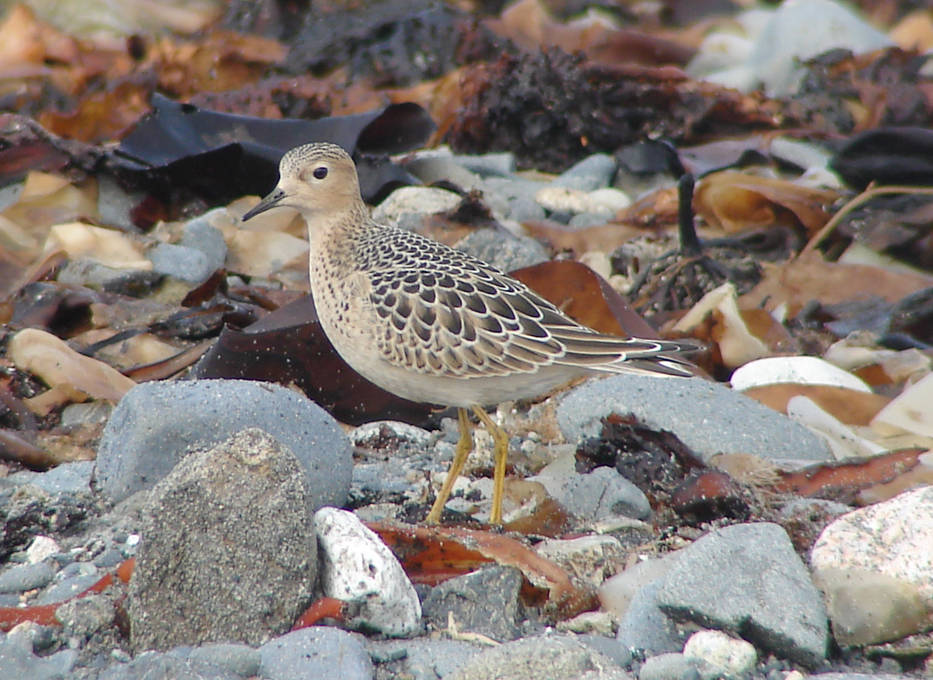 A buff-breasted sandpiper stops to feed near Anchor Point during migration. (Photo by T. Eskelin)