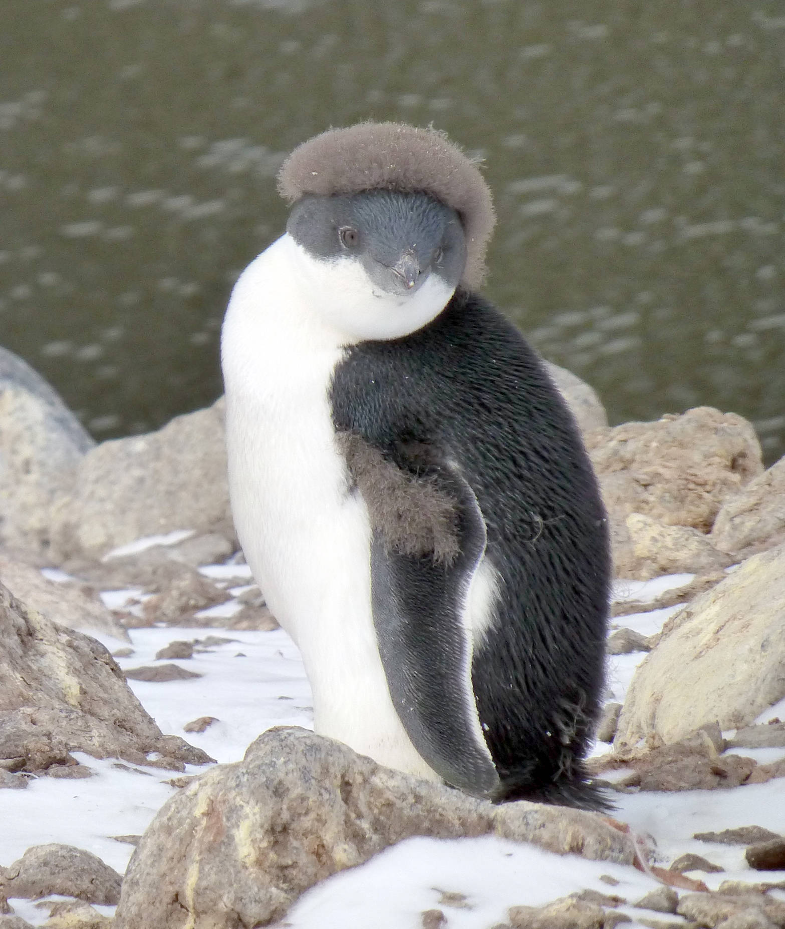 A molting Adelie penguin sits on Paulet Island in the Weddell Sea. (Photo courtesy of Sue Mauger)