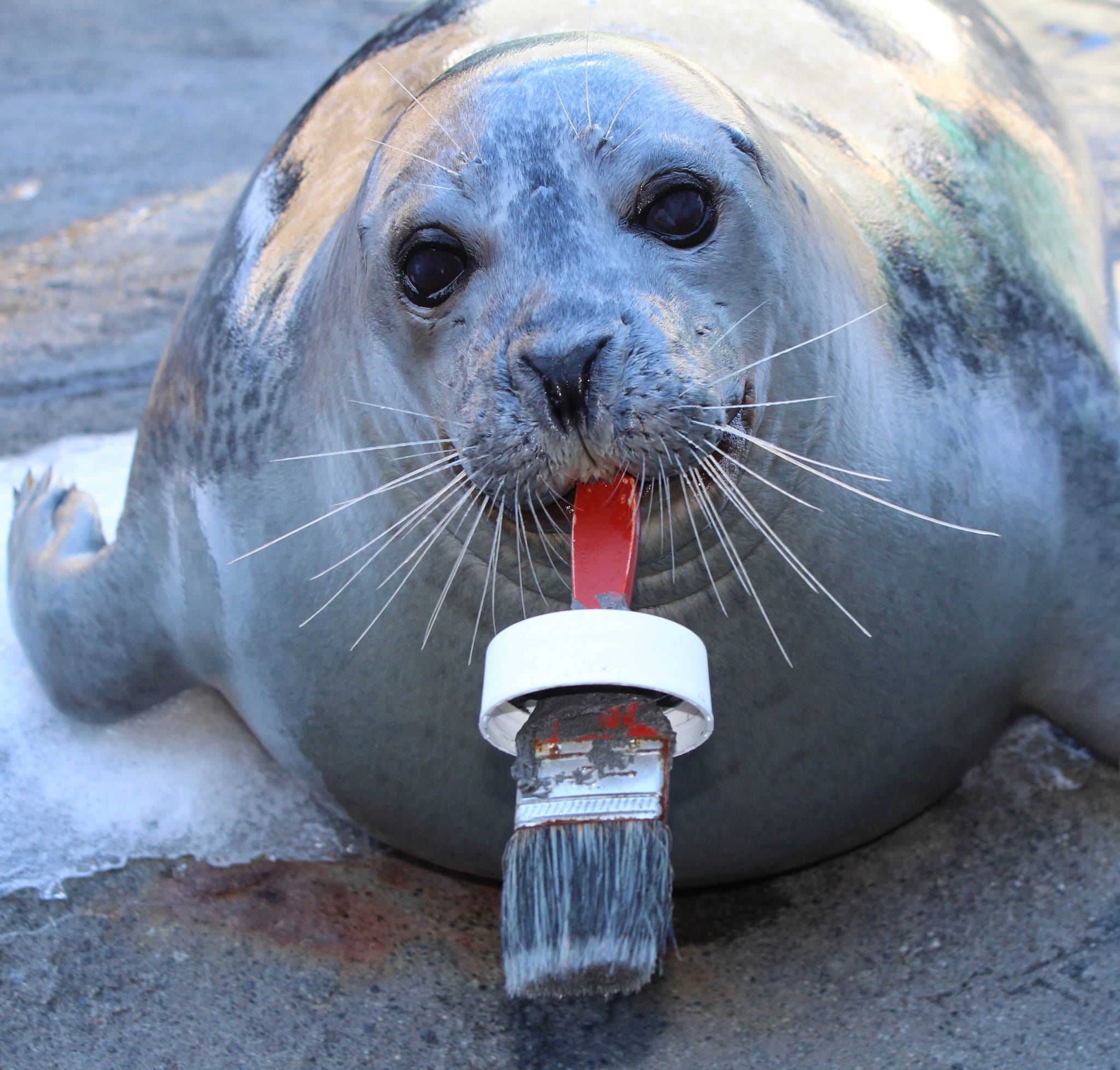 Snapper, long-time SeaLife Center resident, passes away