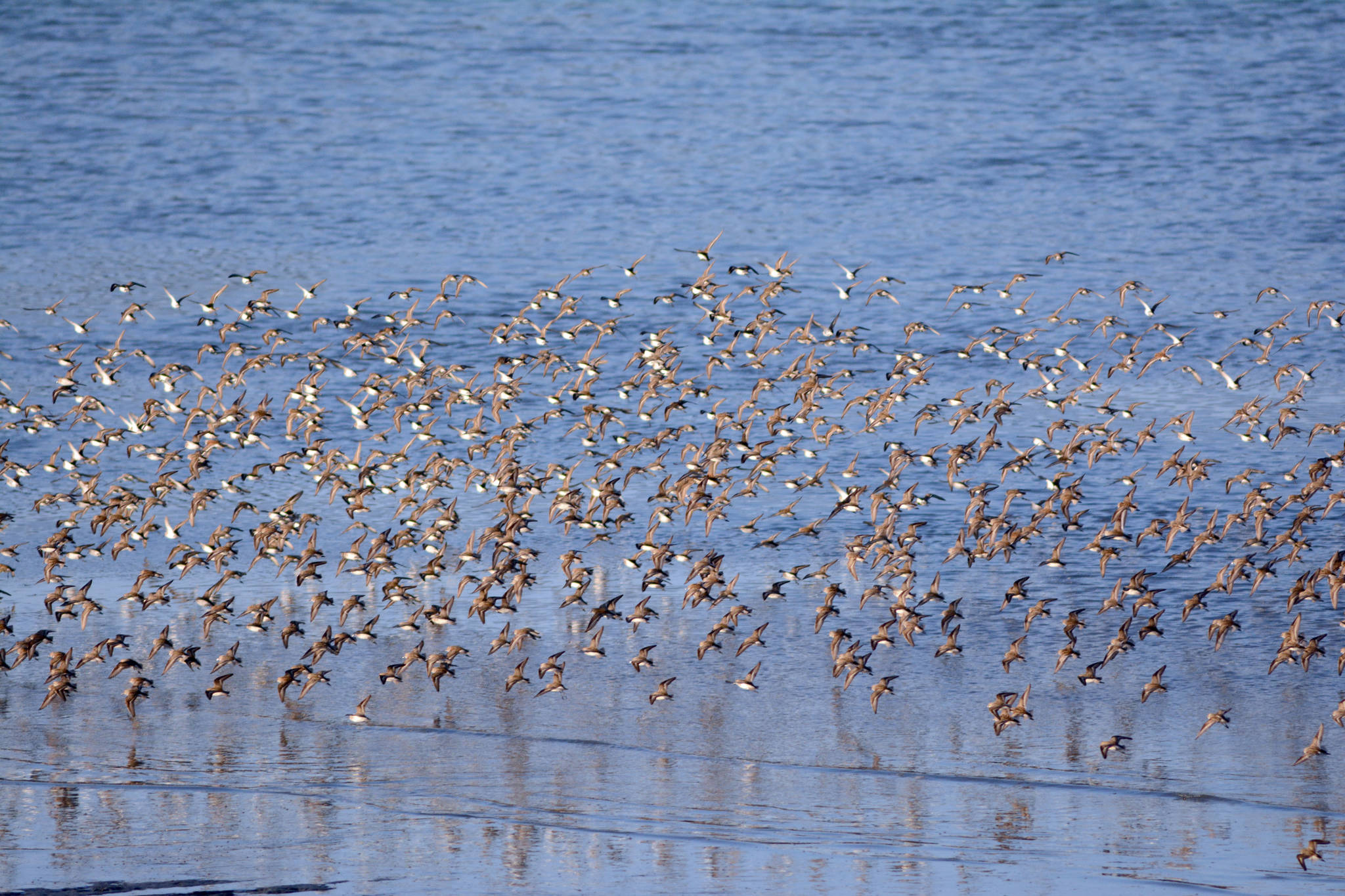 Western sandpipers, dunlins and maybe a few least sandpipers feed in Mud Bay on Tuesday night. A pulse of about 8,000 sandpipers flew in Tuesday.
