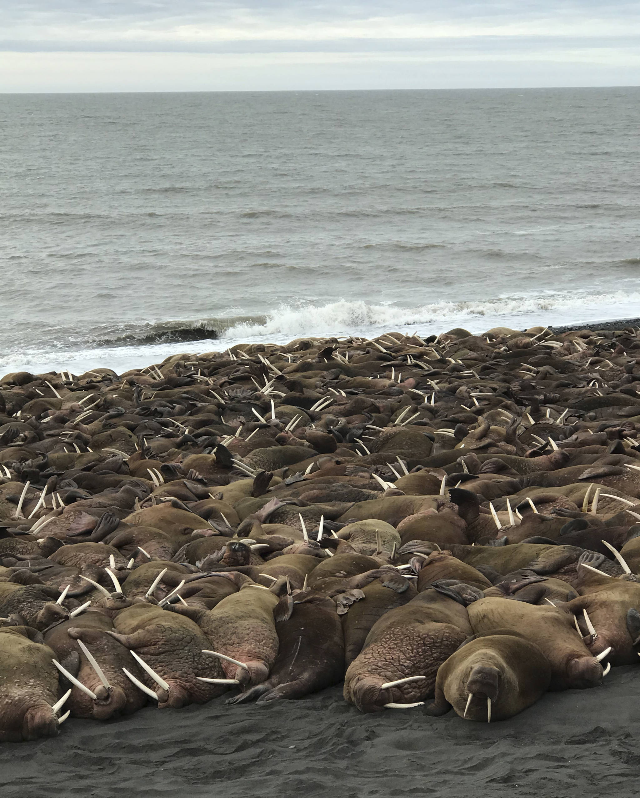 In this April 7, 2018 photo provided by John Christensen Jr., Pacific walruses rest on a beach a few miles outside Port Heiden, Alaska. Male walruses traditionally spend summers in the Bering Sea near Bristol Bay about 120 miles north of Port Heiden. The U.S. Fish and Wildlife Service says they may be seeking new foraging grounds. (John Christensen Jr. via AP)