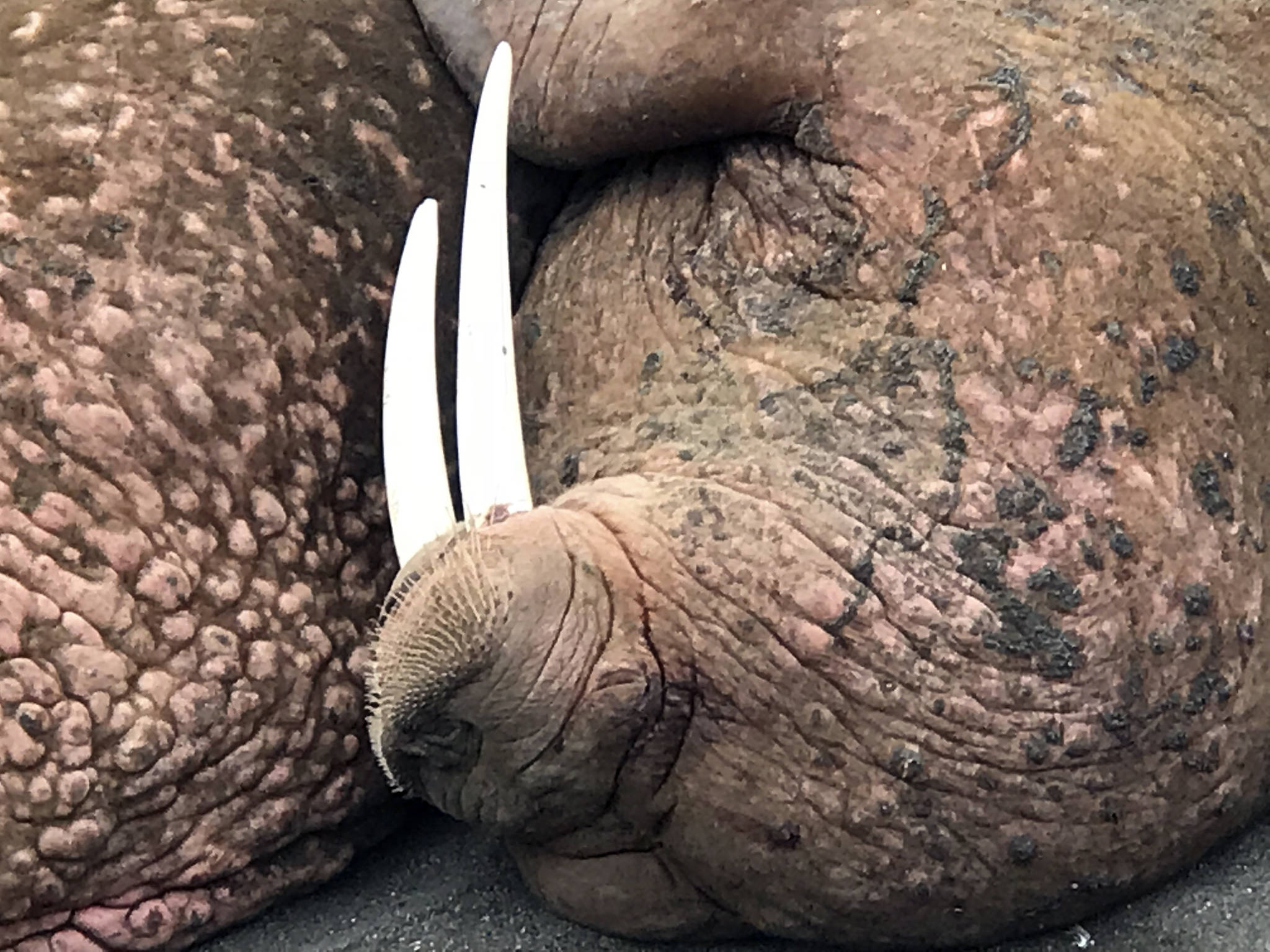 In this April 7 photo provided by John Christensen Jr., a Pacific walrus rests on a beach a few miles outside Port Heiden(John Christensen Jr./via AP)