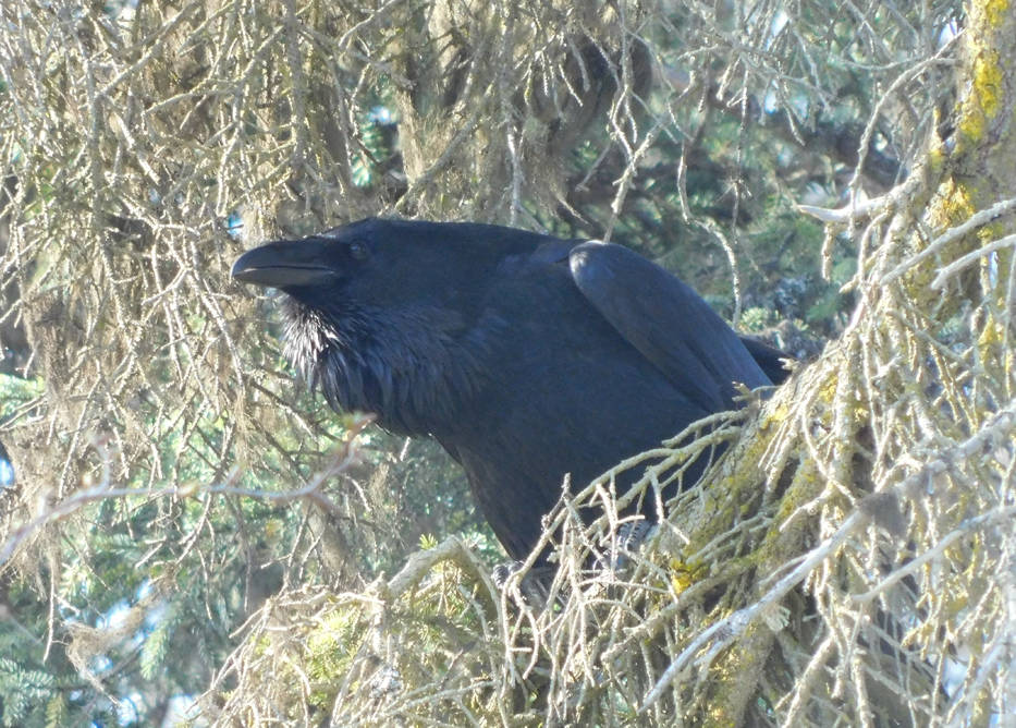 A Common Raven watches from a safe perch and seems to be apprising friends of what I am doing. (Photo by Todd Eskelin/Kenai National Wildlife Refuge)