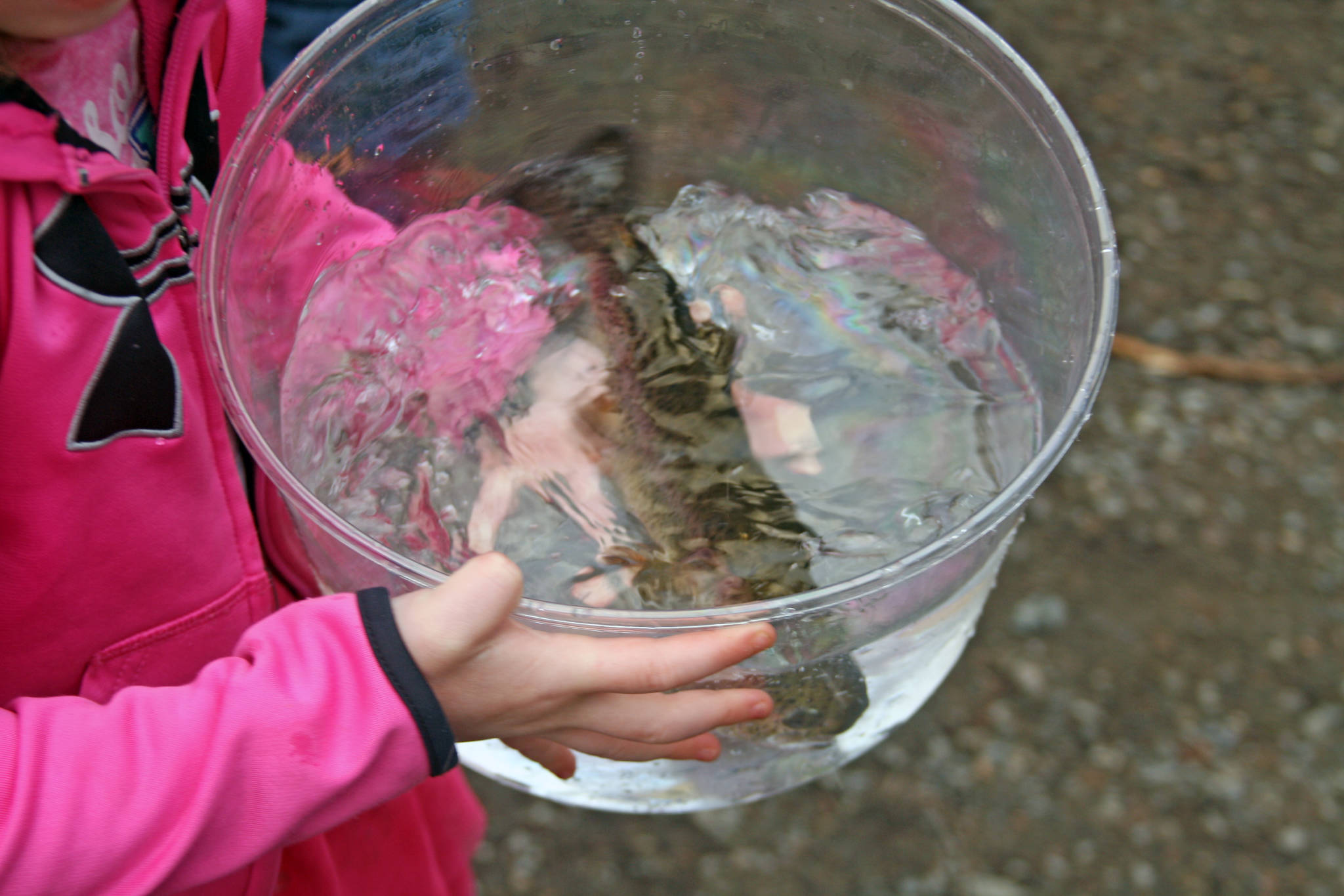 A student carries a rainbow trout at Johnson Lake State Recreation Site in Kasilof. Approximately 950 borough students released 5,000 fish into Johnson Lake as part of an Alaska Department of Fish and Game restocking effort. (Photo by Erin Thompson/Peninsula Clarion)