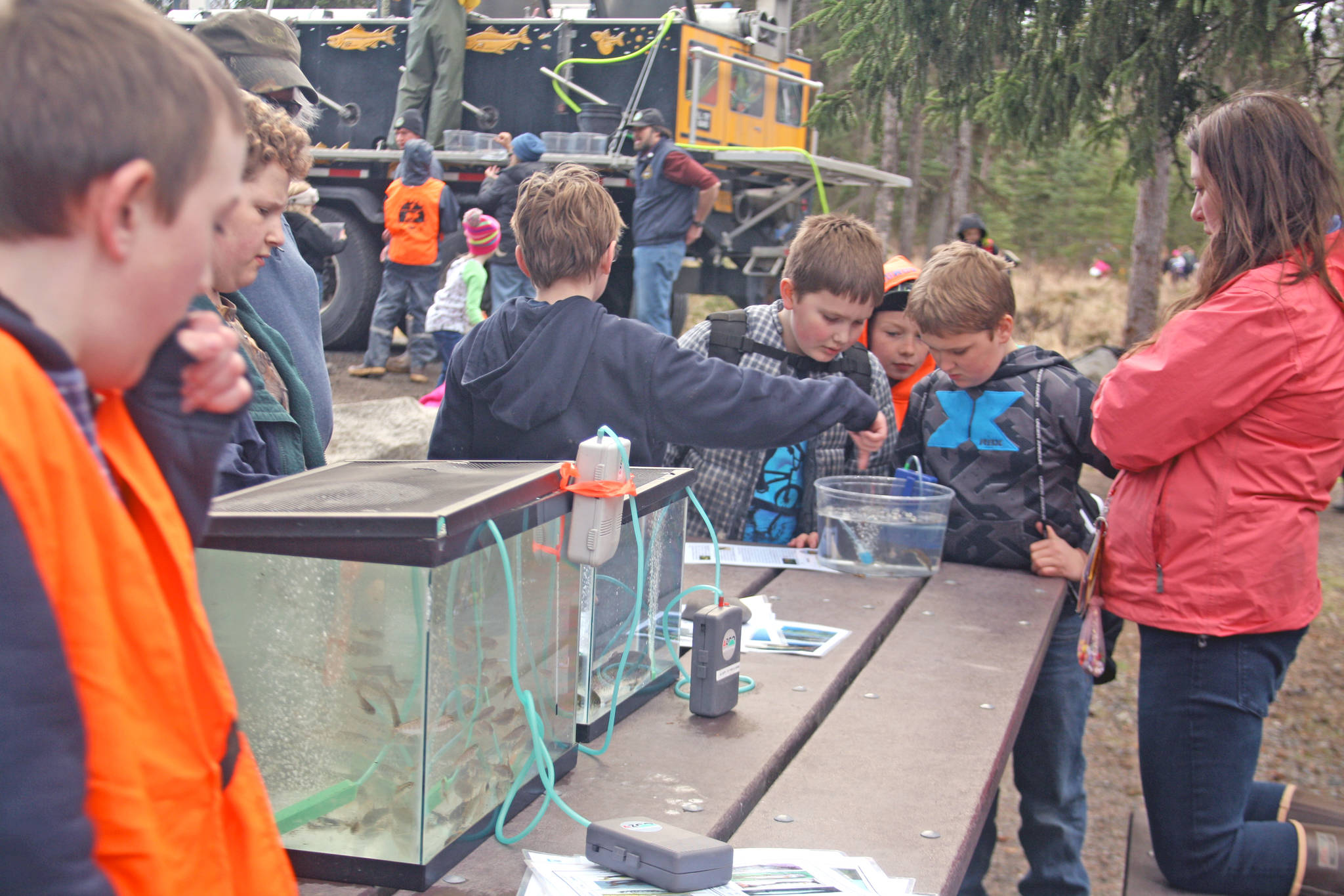 Students examine juvenile fish at one of the educational stations at the 18th Annual Kenai Peninsula Salmon Celebration at Johnson Lake State Recreation Site in Kasilof. Approximately 950 borough students released 5,000 fish into Johnson Lake as part of a restocking effort. (Photo by Erin Thompson/Peninsula Clarion)