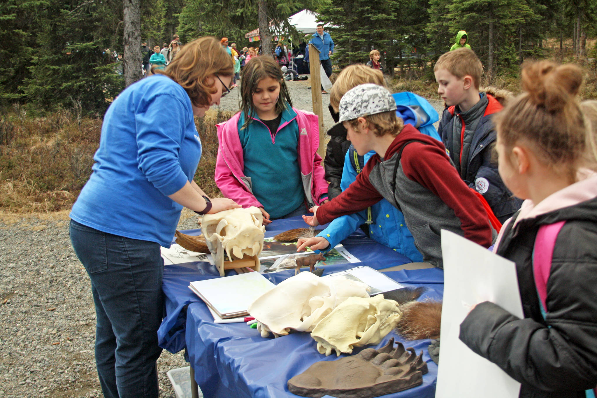 Students examine animal bones during the 18th Annual Kenai Peninsula Salmon Celebration at Johnson Lake State Recreation Site in Kasilof. The event featured hands-on activity and demonstration booths focused around wildlife education and safety. (Photo by Erin Thompson/Peninsula Clarion)