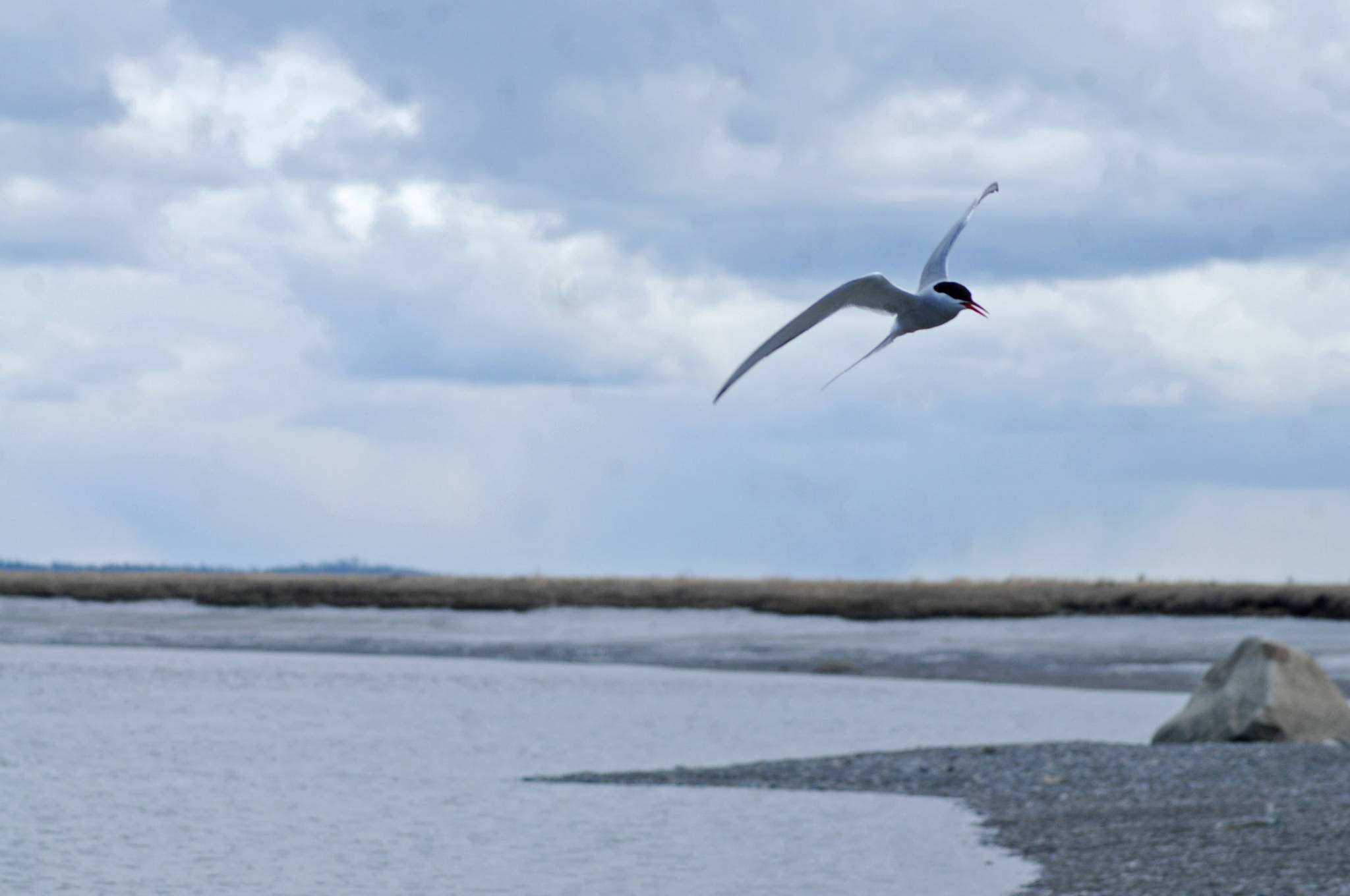 An Arctic tern swoops in search of fish on the banks of the Kenai River near the Warren Ames Bridge on Monday, May 14, 2018 in Kenai, Alaska. (Photo by Elizabeth Earl/Peninsula Clarion)