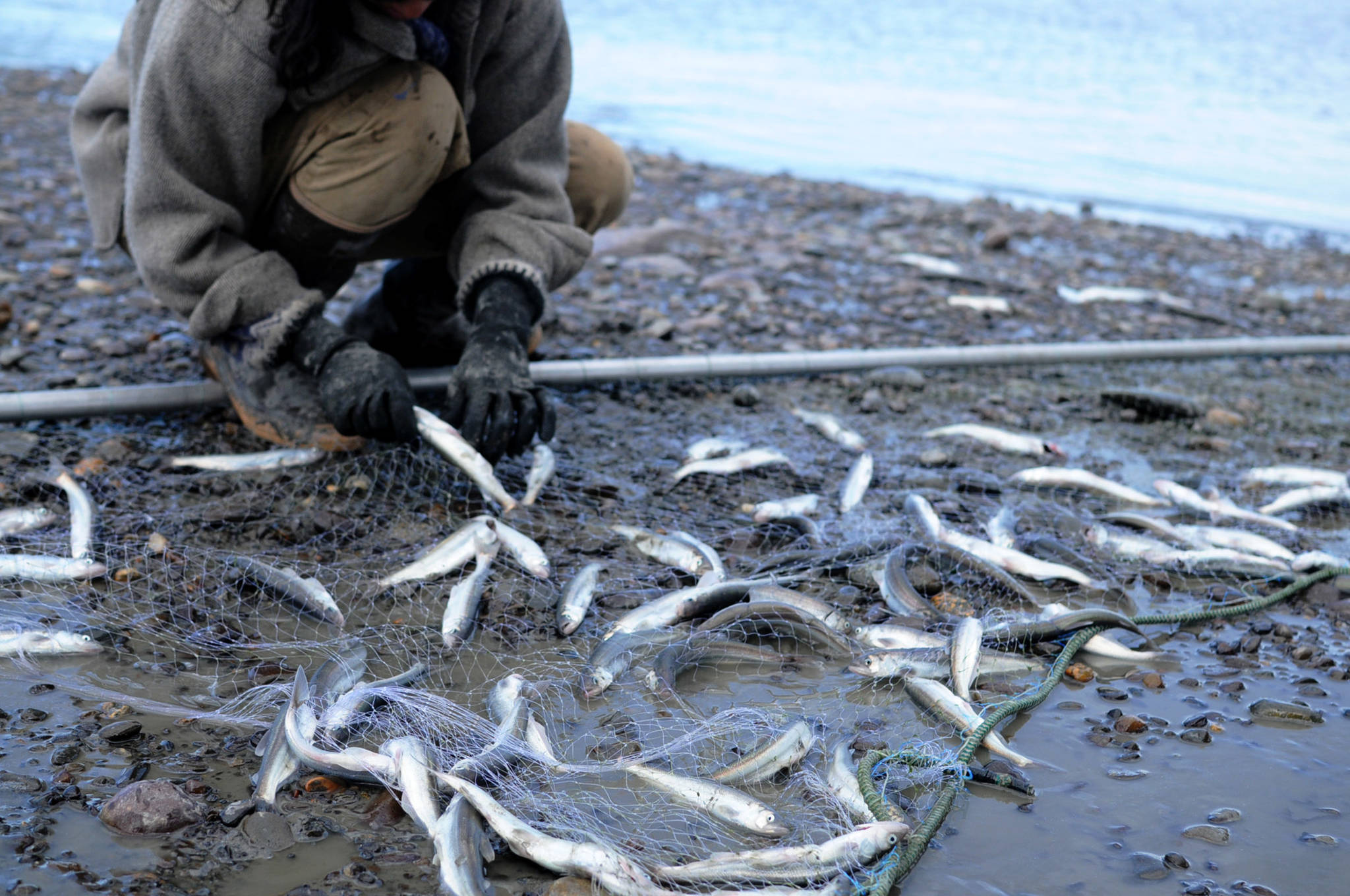 Tasha Wang of Homer disentangles hooligan from a gillnet on the banks of the Kenai River near the Warren Ames Bridge on Monday, May 14, 2018 in Kenai, Alaska. Hooligan, also called eulachon, are small oily fish that return to the rivers across Upper Cook Inlet in April, May and early June. (Photo by Elizabeth Earl/Peninsula Clarion)