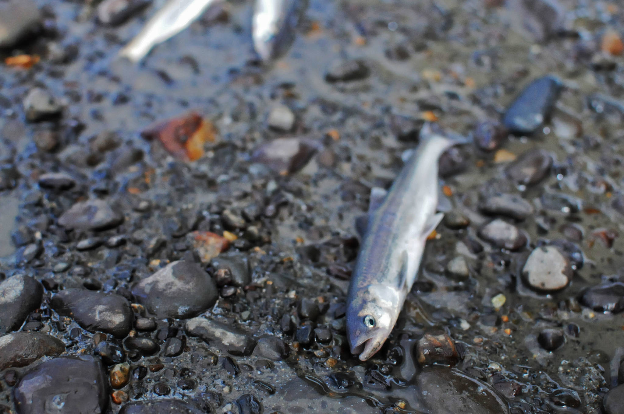 A hooligan pulled from a gillnet lies on the bank of the Kenai River near the Warren Ames Bridge on Monday, May 14, 2018 in Kenai, Alaska. (Photo by Elizabeth Earl/Peninsula Clarion)