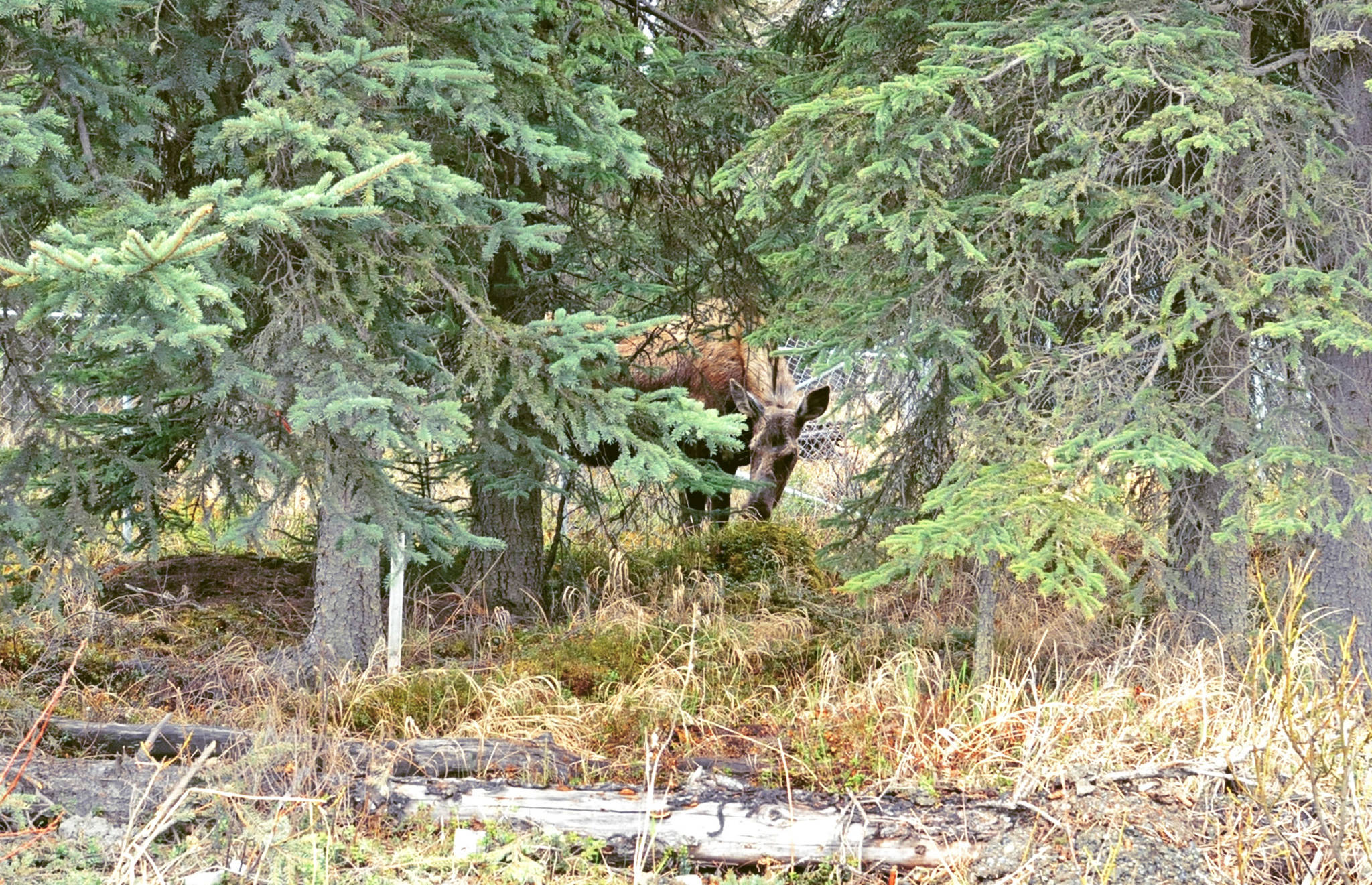 A cow moose browses in the trees near the Homer Electric Association building on Wednesday, May 16, 2018 in Kenai, Alaska. In the spring, female moose give birth to their calves, and are eating what they can after a long, lean winter, leading them to be somewhat defense and aggressive. The Alaska Department of Fish and Game warns people to stay away from moose this time of year. (Photo by Elizabeth Earl/Peninsula Clarion)