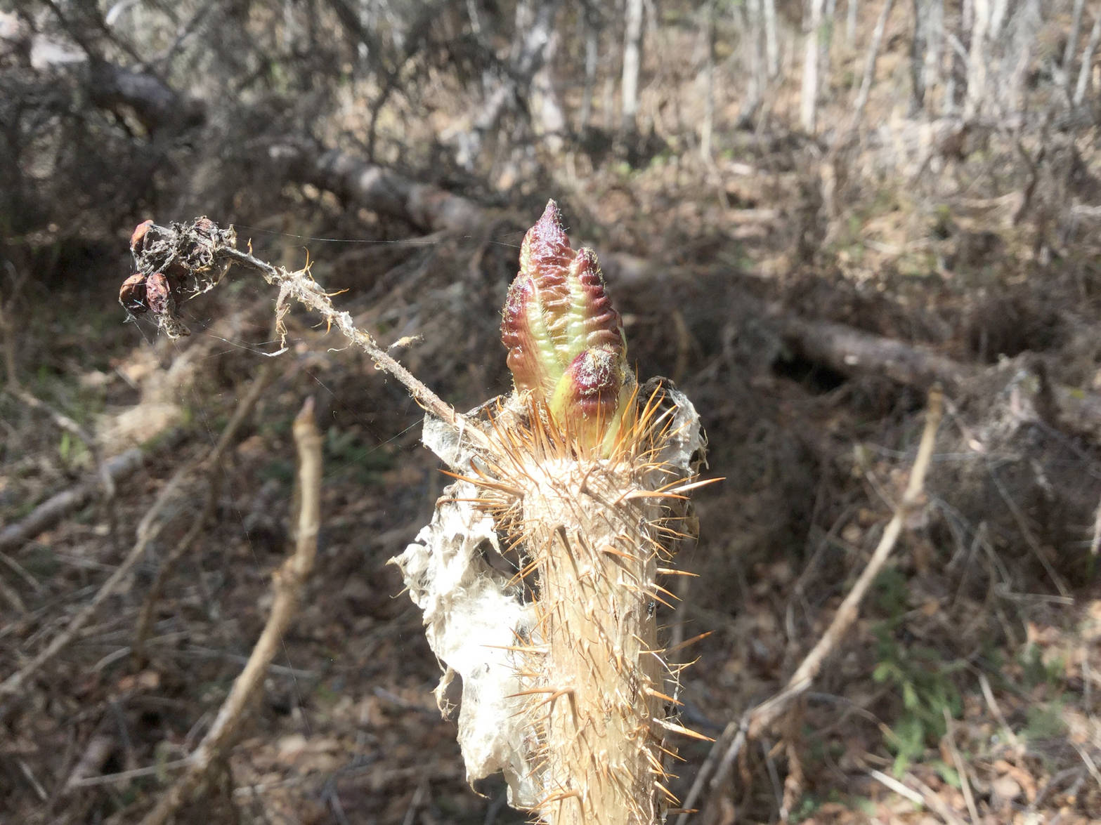 A devil’s club bud stands ready for harvest May 14, 2018. (USFWS/Matt Bowser)