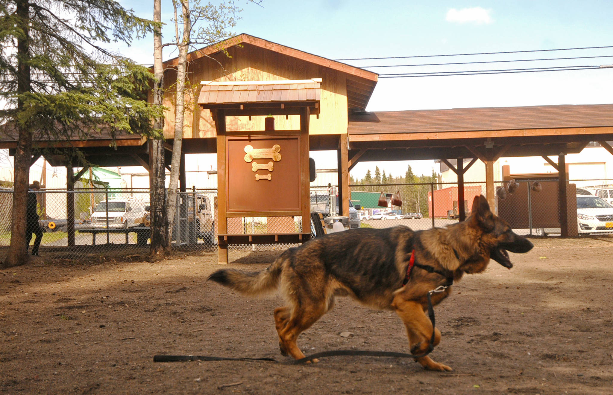 A dog trots in the 3 Friends Dog Park on Monday, May 21, 2018 in Soldotna, Alaska. (Photo by Elizabeth Earl/Peninsula Clarion)