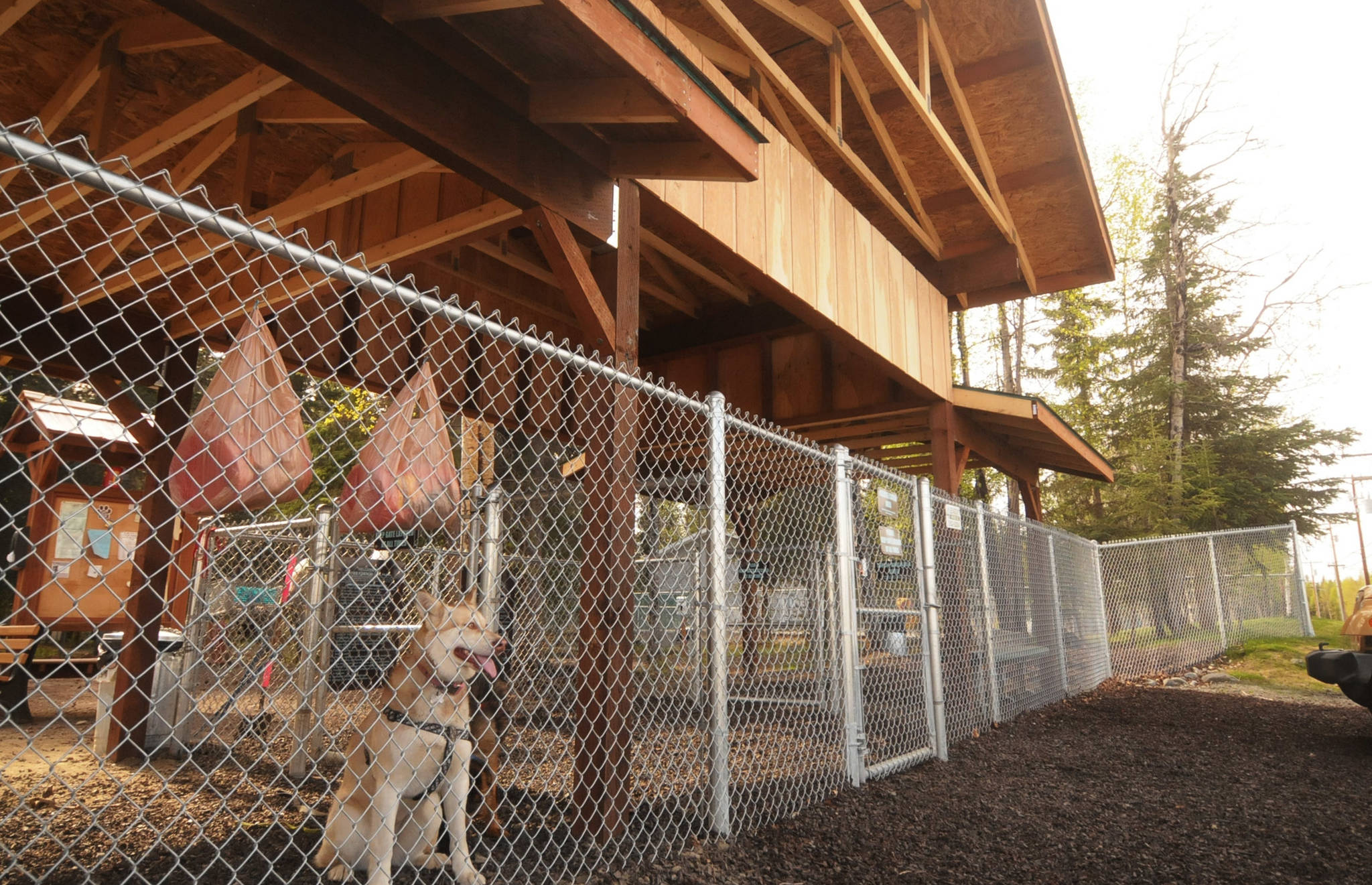 A dog keeps watch for new visitors to the 3 Friends Dog Park on Monday, May 23, 2018 in Soldotna, Alaska. (Photo by Elizabeth Earl/Peninsula Clarion)