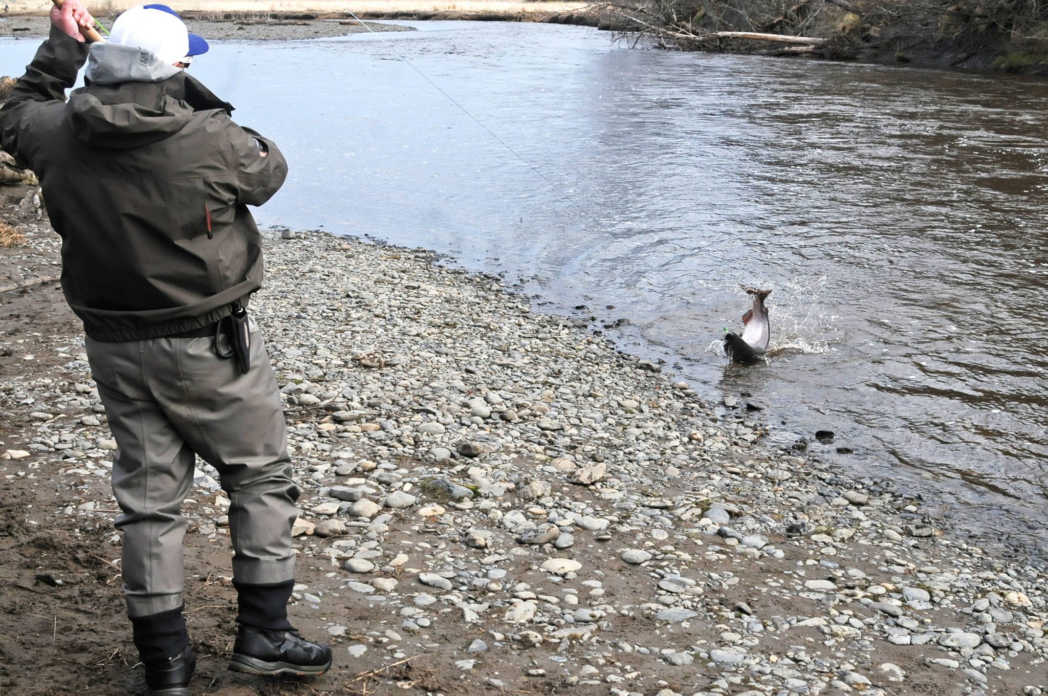 Terry Umatum of Anchorage banks his Anchor River king salmon on Saturday, May 19, 2018 in Anchor Point, Alaska. The Anchor River opening May 19 was the first chance for freshwater anglers on the Kenai Peninsula to catch king salmon. Saturday proved a slow morning for fishing — Umatum said he waited about 5 hours to catch his king — though it’s still early in the season. The Alaska Department of Fish and Game’s weir on the Anchor River has counted precisely zero kings so far this year, as of May 17, though the weir is positioned several miles upriver from the mouth. (Photo by Elizabeth Earl/Peninsula Clarion)
