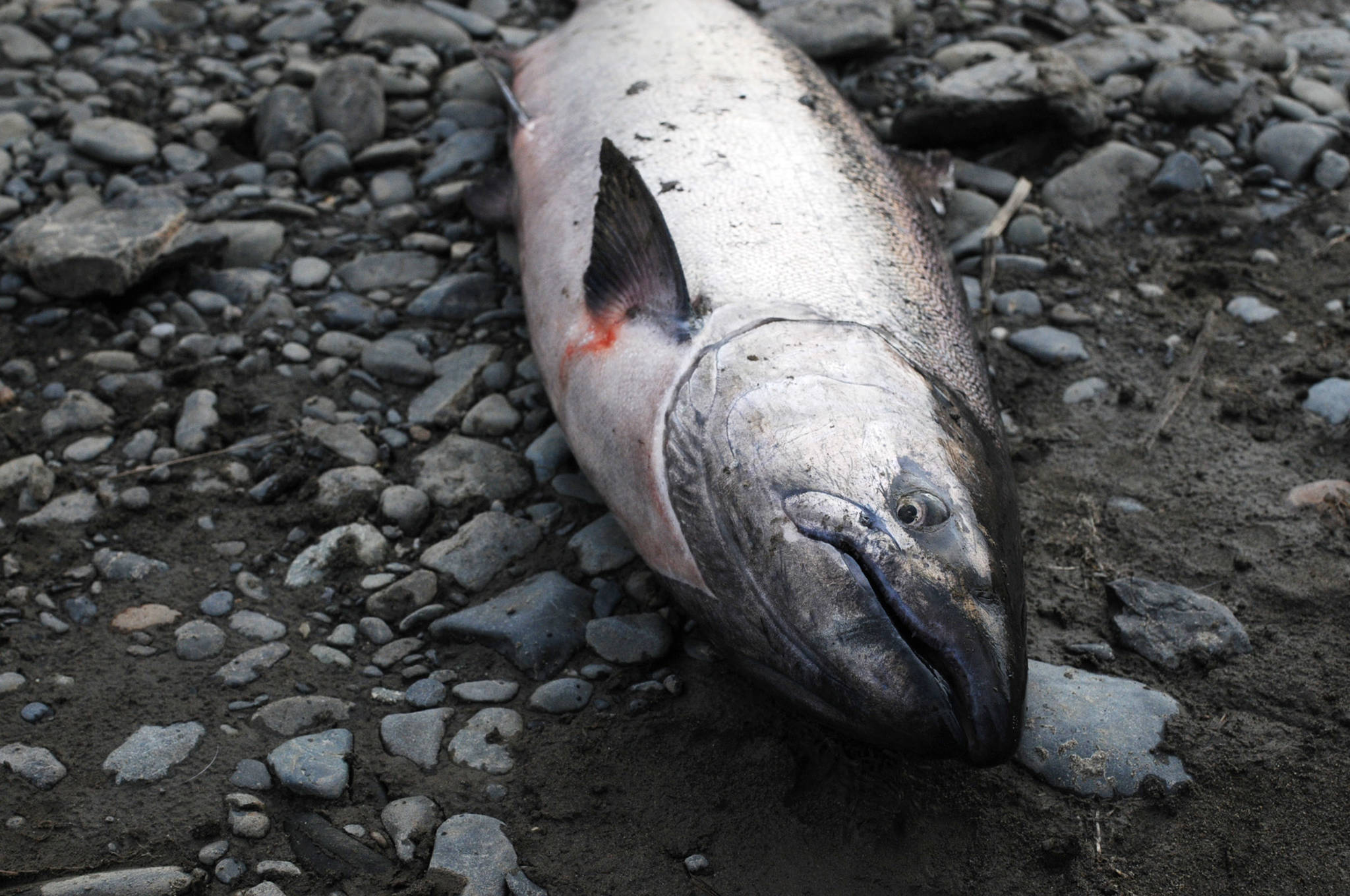 An Anchor River king salmon landed by Anchorage resident Terry Umatum lies on the bank Saturday, May 19, 2018 in Anchor Point, Alaska. The Anchor River opening May 19 was the first chance for freshwater anglers on the Kenai Peninsula to catch king salmon. Saturday proved a slow morning for fishing — Umatum said he waited about 5 hours to catch his king — though it’s still early in the season. The Alaska Department of Fish and Game’s weir on the Anchor River has counted precisely zero kings so far this year, as of May 17, though the weir is positioned several miles upriver from the mouth. (Photo by Elizabeth Earl/Peninsula Clarion)