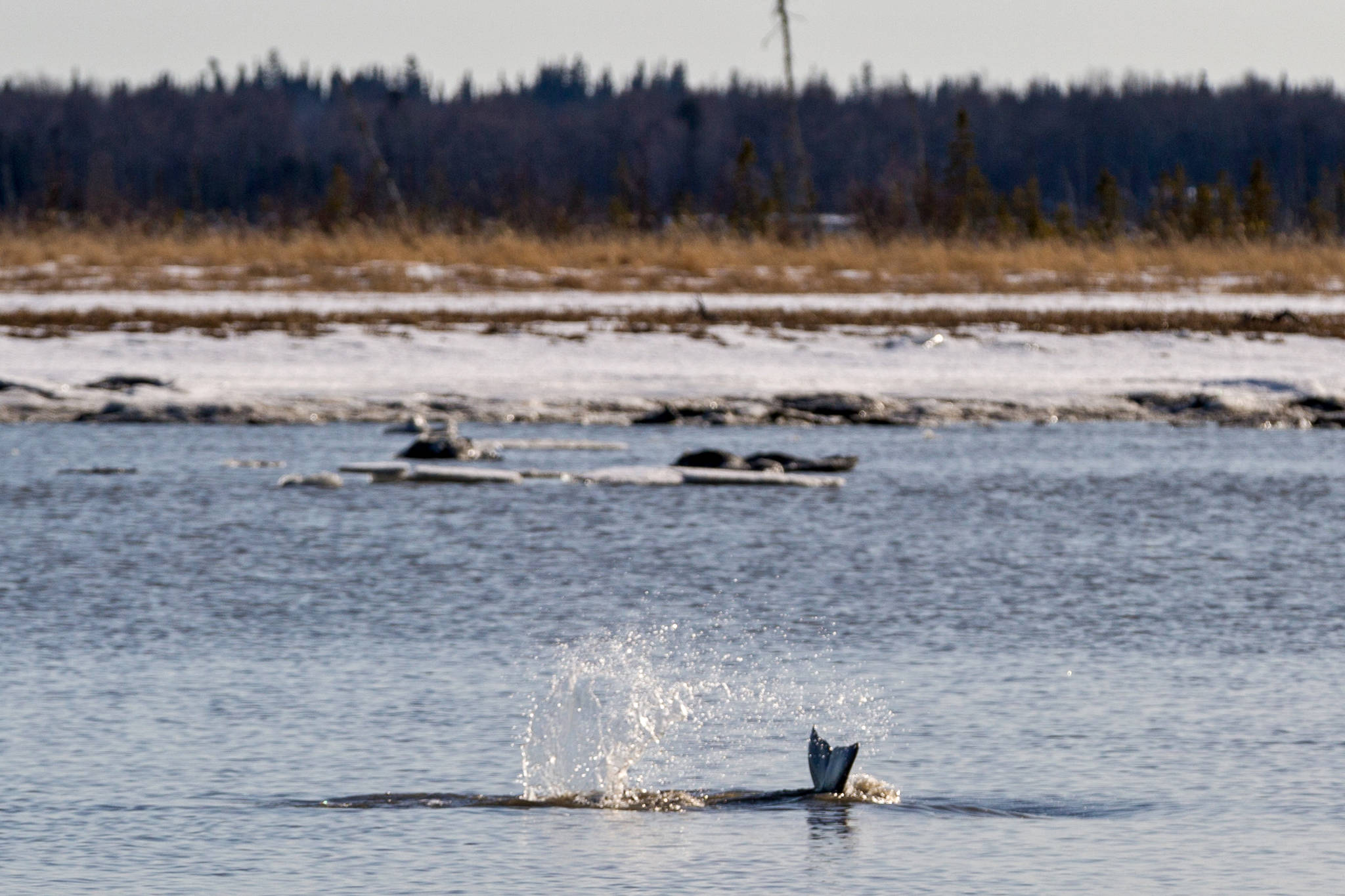 A beluga splashes its tail in the Kenai River on April 2, 2018 in Kenai, Alaska. Between mid-March and April, beluga researcher Kimberly Ovitz observed 42 groups of up to 27 belugas traveling up and down the Kenai River, a habitat Ovitz said “has sort of been forgotten in the world of beluga research.” (Photo courtesy of Rickard Sjoeberg)