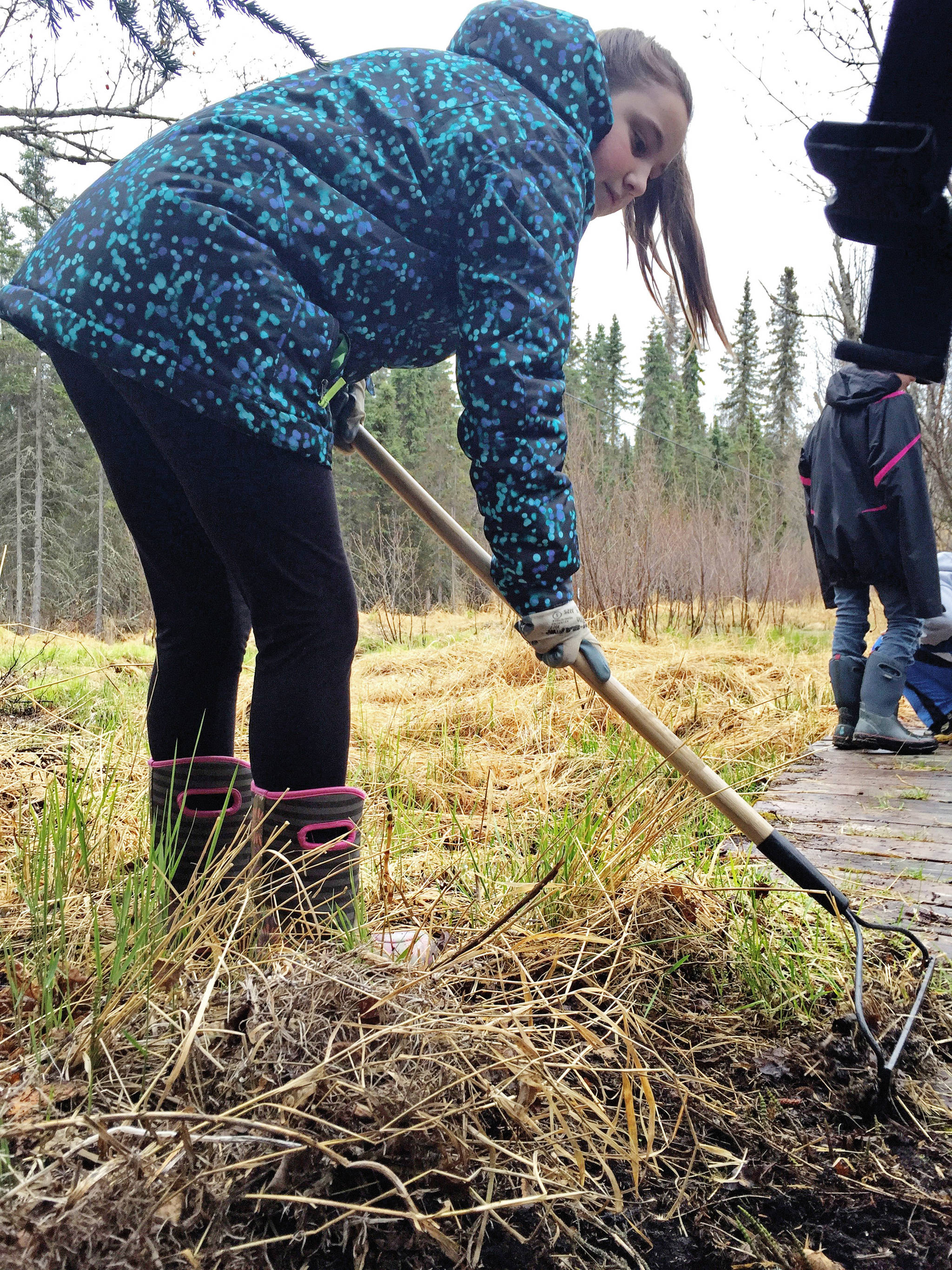 Kalifornsky Beach Elementary School fifth grade student Caitlyn Crapps rakes away dead material from a trail near the school on Friday, May 18, 2018 near Soldotna, Alaska. The class worked with the Kenai Watershed Forum this year to improve the trail and place plant identification signs along it. (Photo by Elizabeth Earl/Peninsula Clarion)