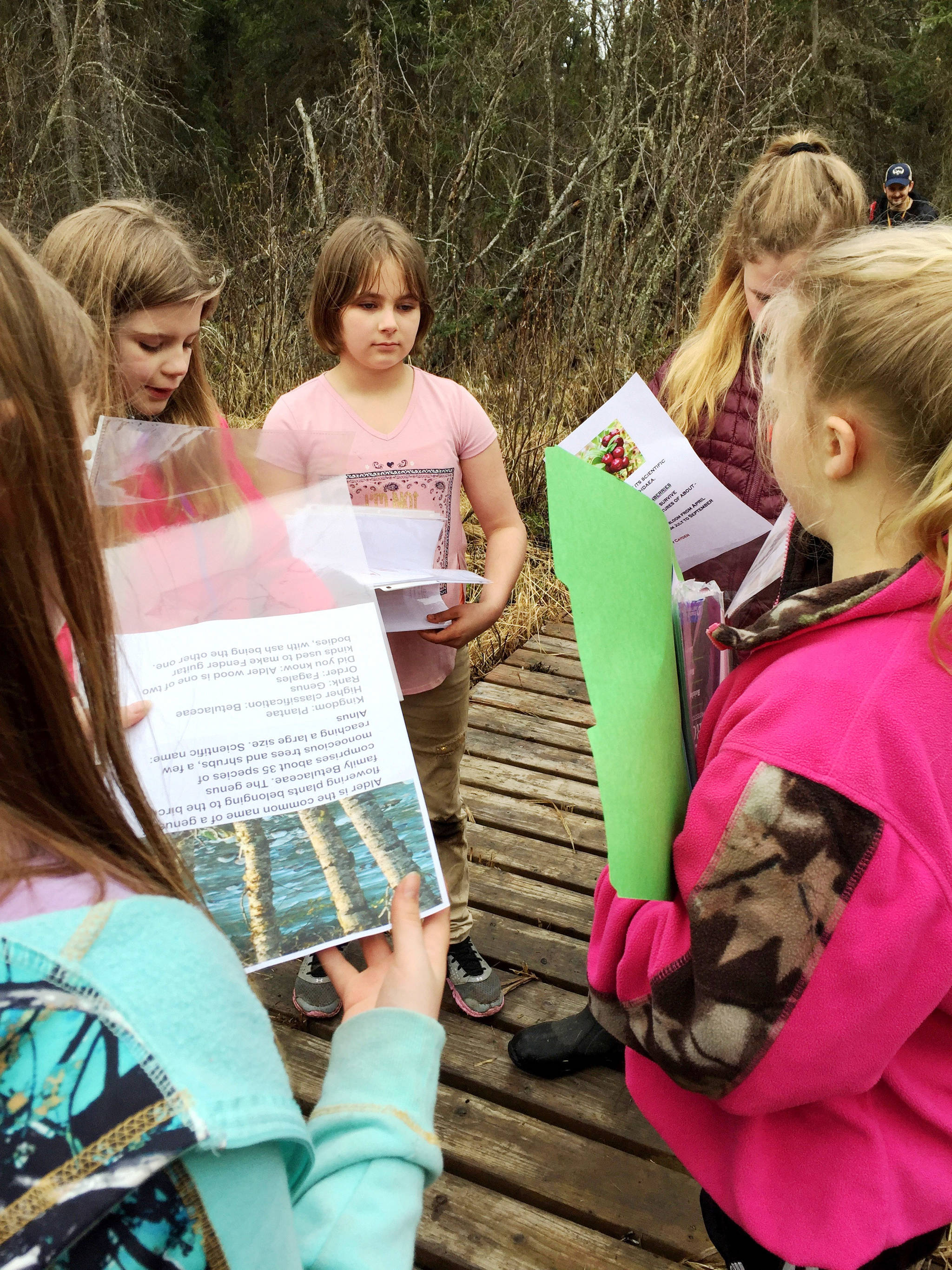 Kalifornsky Beach Elementary School fifth grade students Justyce Stockman (left), Kyrie Watson (center) Kennedy Marshal (second from right) and Alyssa McDonald (right) work together to assemble plant identification signs on a trail near the school on Friday, May 18, 2018 near Soldotna, Alaska. The class worked with the Kenai Watershed Forum this year to improve the trail and place plant identification signs along it. (Photo by Elizabeth Earl/Peninsula Clarion)