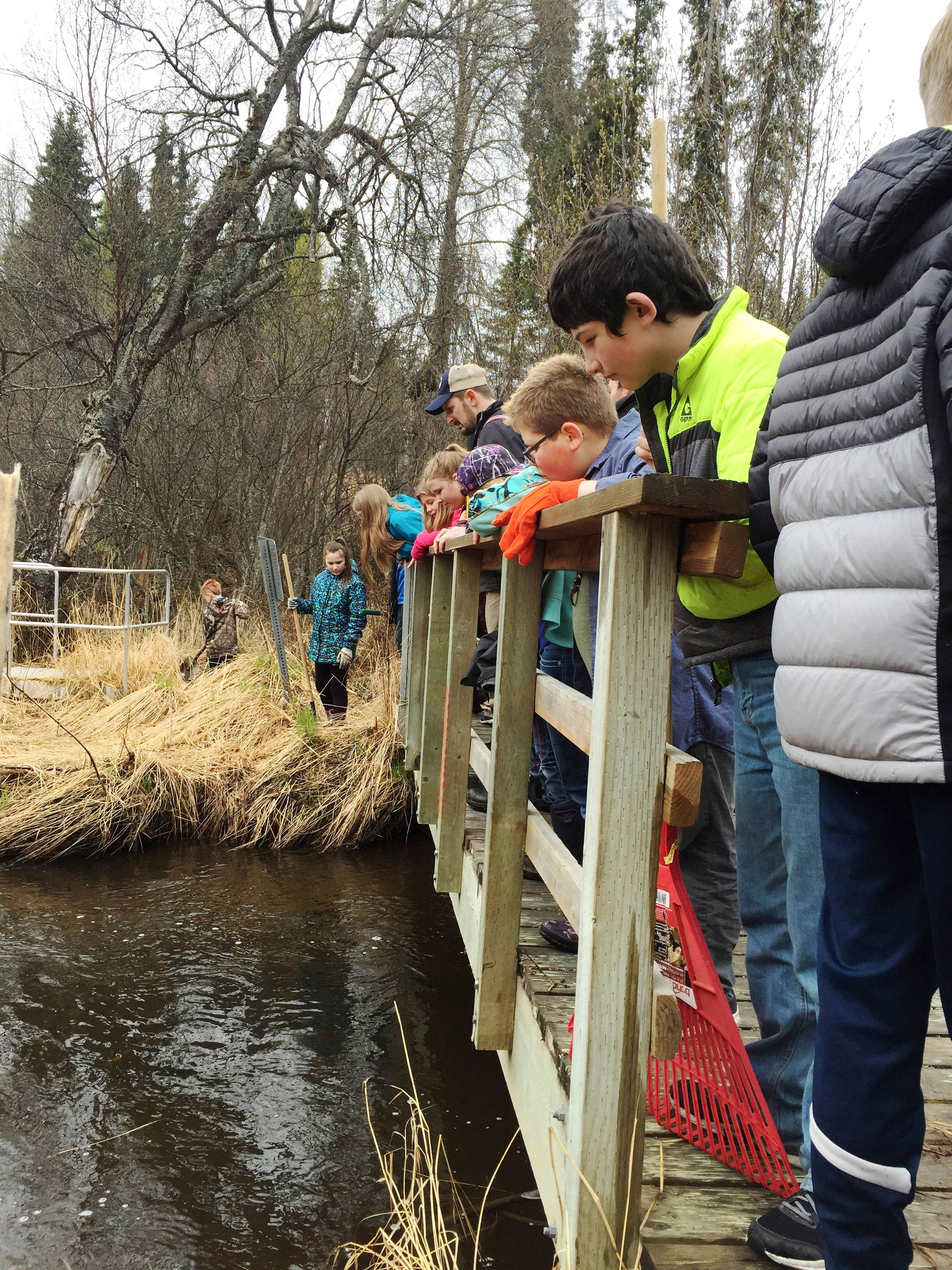 Kalifornsky Beach Elementary School fifth grade students in Jason Daniels’ class peer into Slikok Creek from a bridge on a trail near the school on Friday, May 18, 2018 near Soldotna, Alaska. The class worked with the Kenai Watershed Forum this year to improve the trail and place plant identification signs along it. (Photo by Elizabeth Earl/Peninsula Clarion)