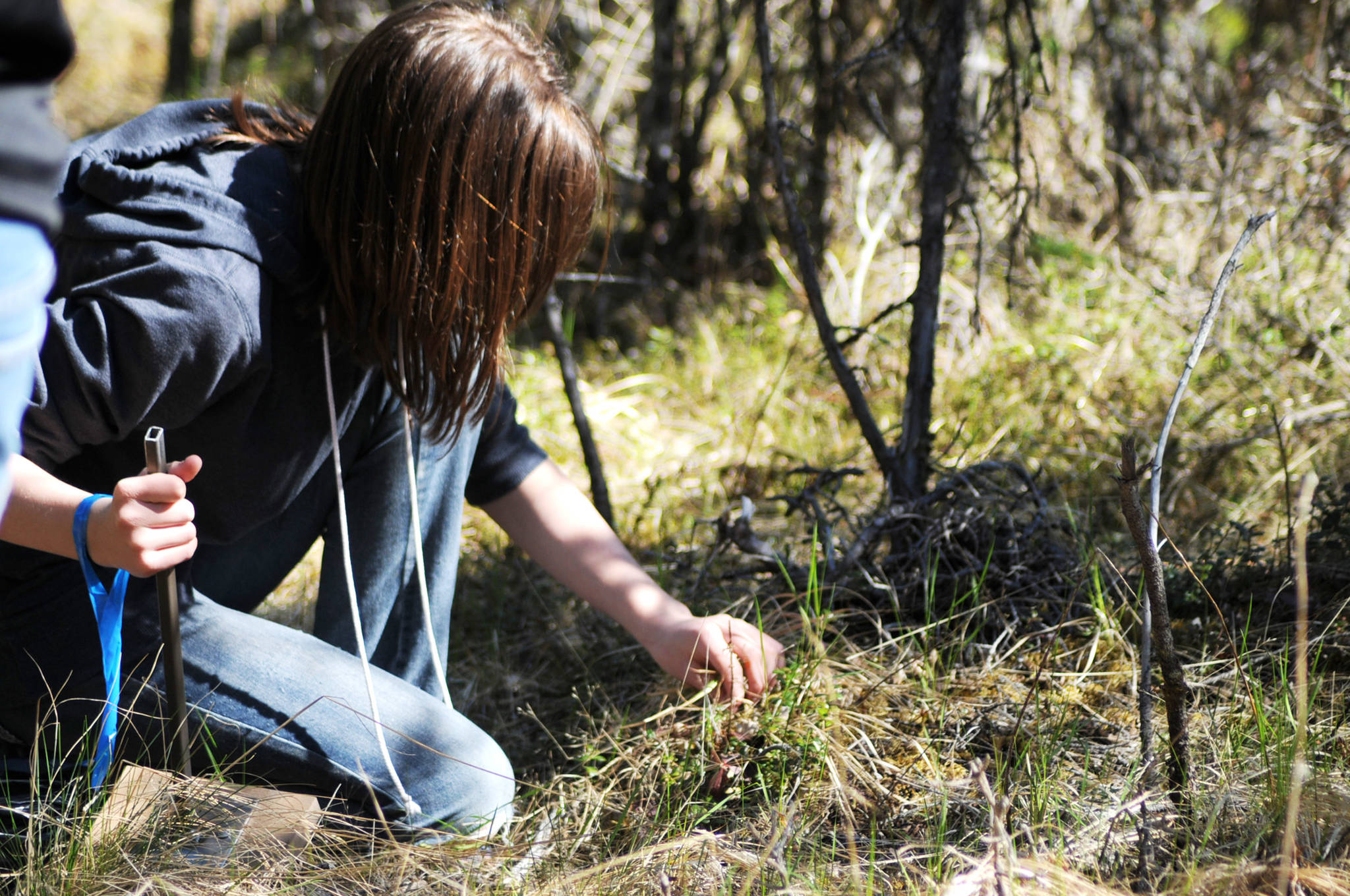 Cadence Cooper, a 6th grade student at Tustumena Elementary, inspects a plant by the side of a trail behind the school on Tuesday, May 22, 2018 in Kasilof, Alaska. (Photo by Elizabeth Earl/Peninsula Clarion)