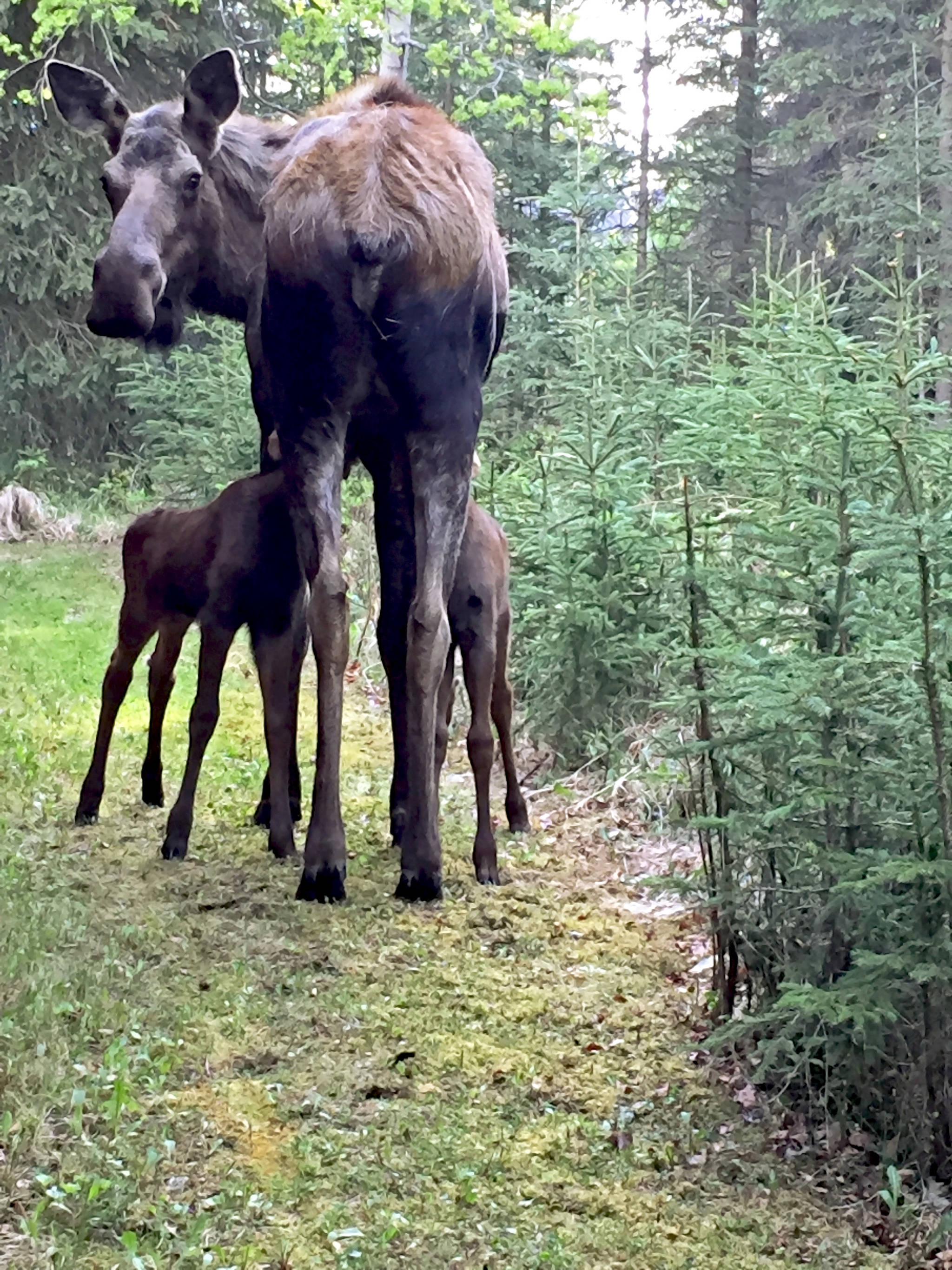 A cow moose feeds her newborn calves in the backyard of a home Tuesday in Soldotna Female moose are giving birth to calves all over Southcentral Alaska, usually twins, and will be temperamental and aggressive as they protect their young. The Alaska Department of Fish and Game advises everyone to stay clear of moose in backyards, trails and parks, even if the young appear to be orphaned. (Photo by Elizabeth Earl/Peninsula Clarion)
