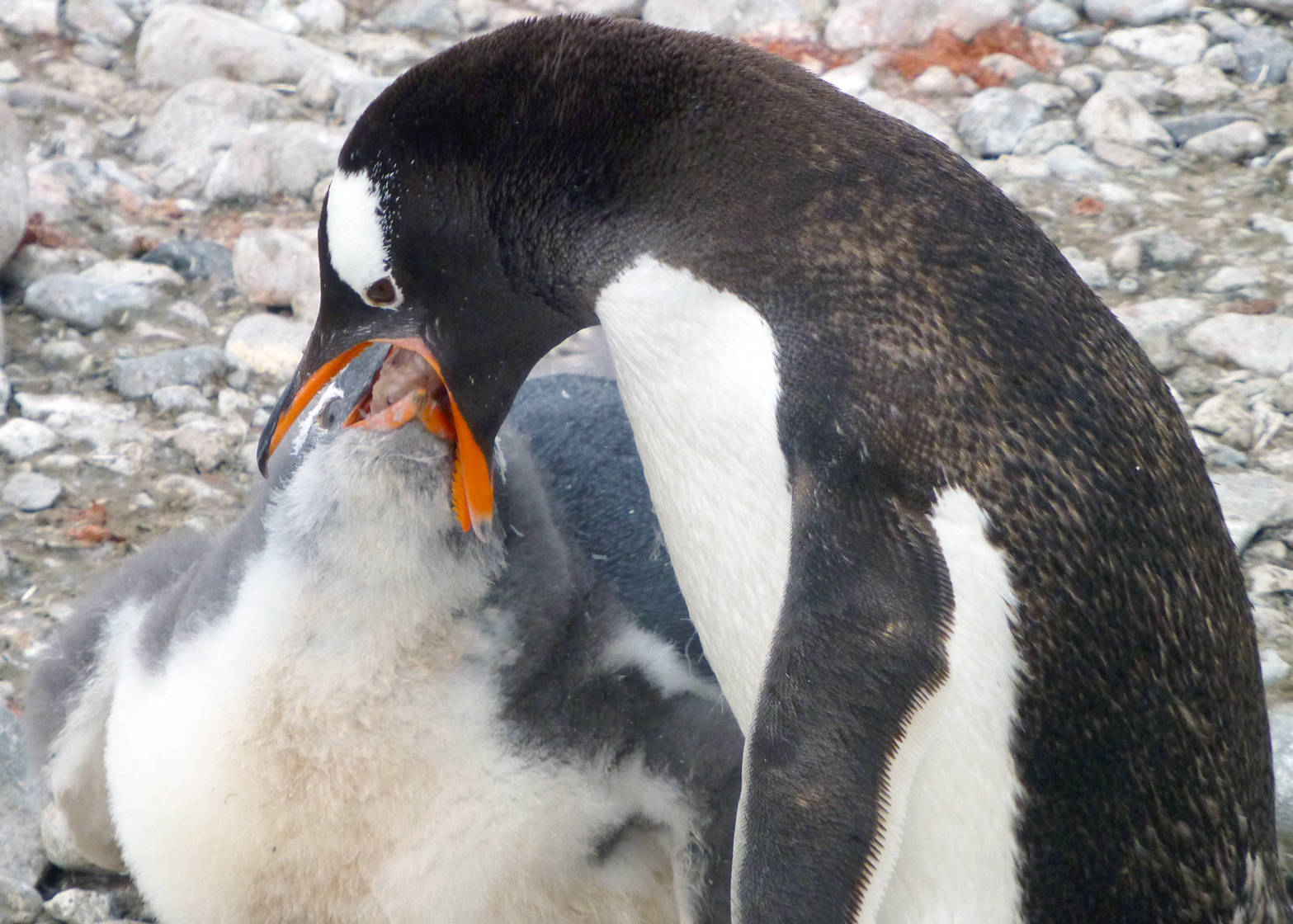 A gentoo penguin feeds its chick a diet of krill. (Photo provided by Sue Mauger)