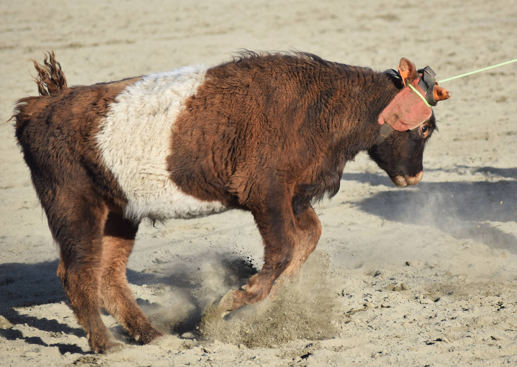 A stray cow struggles against a lasso Friday during events at the PCRS Rodeo at the Soldotna Rodeo Grounds. (Photo by Joey Klecka/Peninsula Clarion)