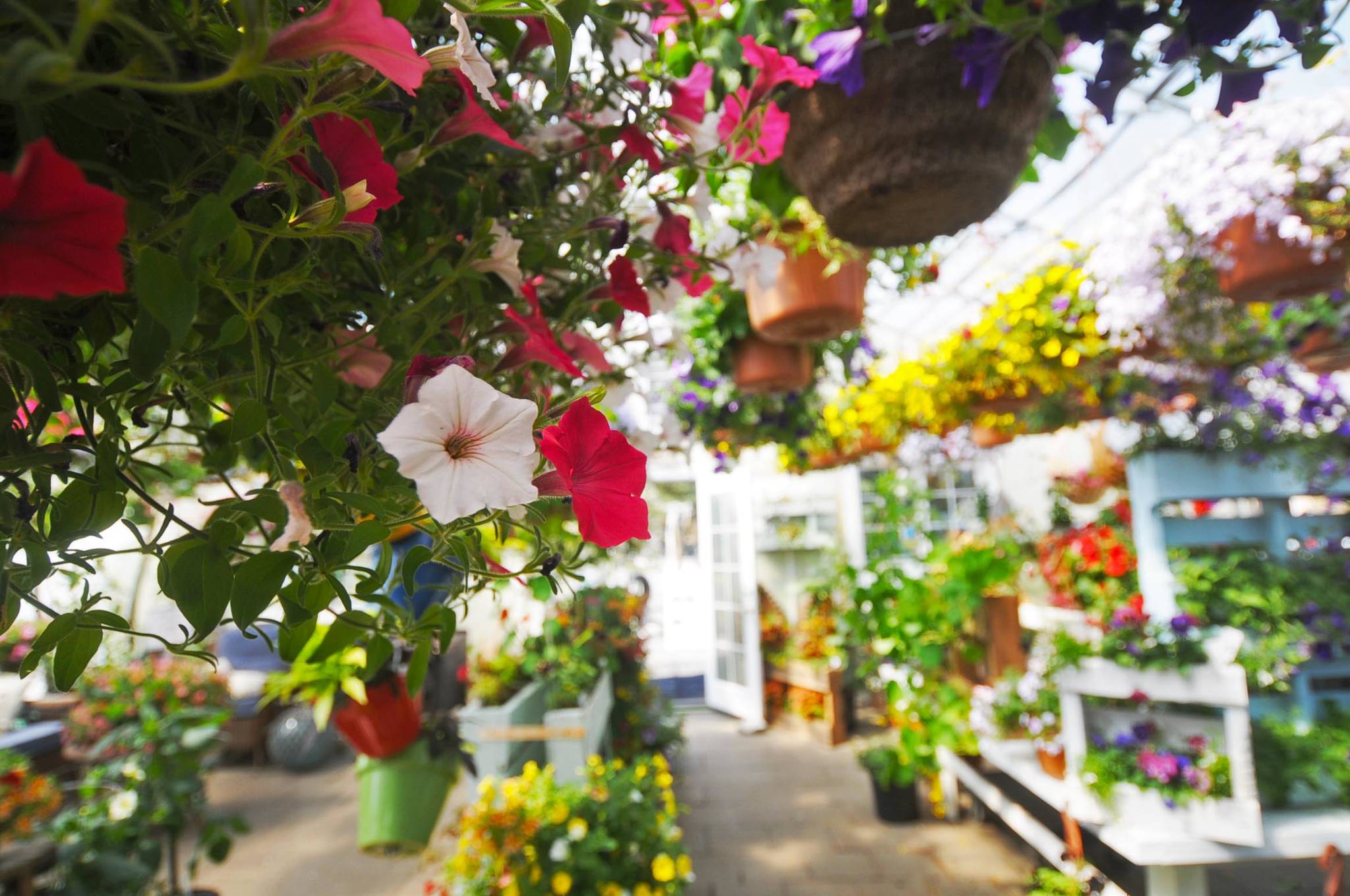 Blooming baskets hang from the ceiling of the Rusty Ravin greenhouse on Friday in Kenai. The Rusty Ravin’s greenhouse has been full of pre-ordered flower baskets this spring waiting to be picked up because it’s been too chilly for customers to put them outside yet without risking their flowers dying. (Photo by Elizabeth Earl/Peninsula Clarion)