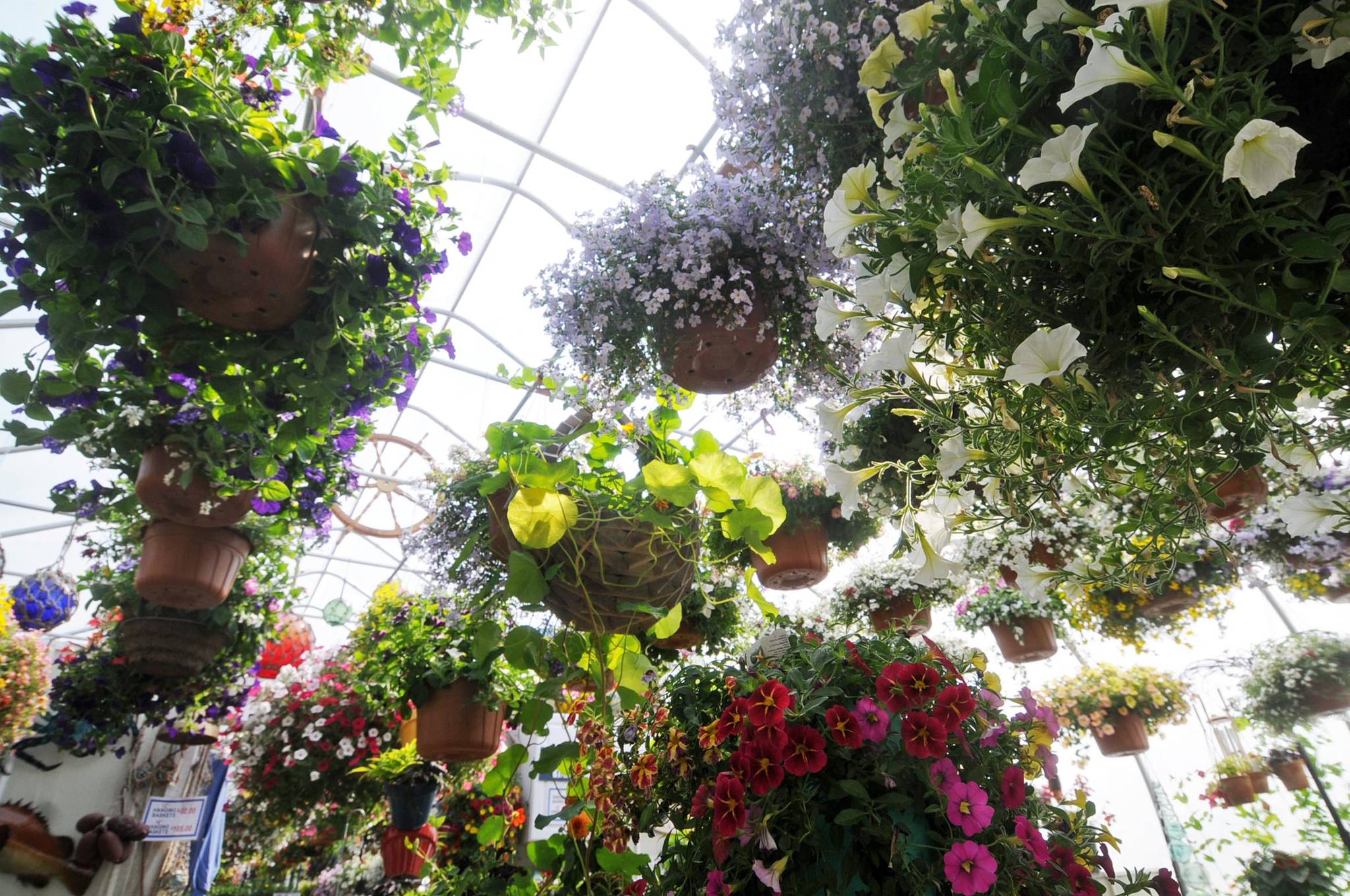 Blooming baskets hang from the ceiling of the Rusty Ravin greenhouse on Friday, June 1, 2018 near Kenai, Alaka. The Rusty Ravin’s greenhouse has been full of pre-ordered flower baskets this spring waiting to be picked up because it’s been too chilly for customers to put them outside yet without risking their flowers dying. Now that the chill is fading from the air on the Kenai Peninsula, gardeners are getting into growing season. (Photo by Elizabeth Earl/Peninsula Clarion)