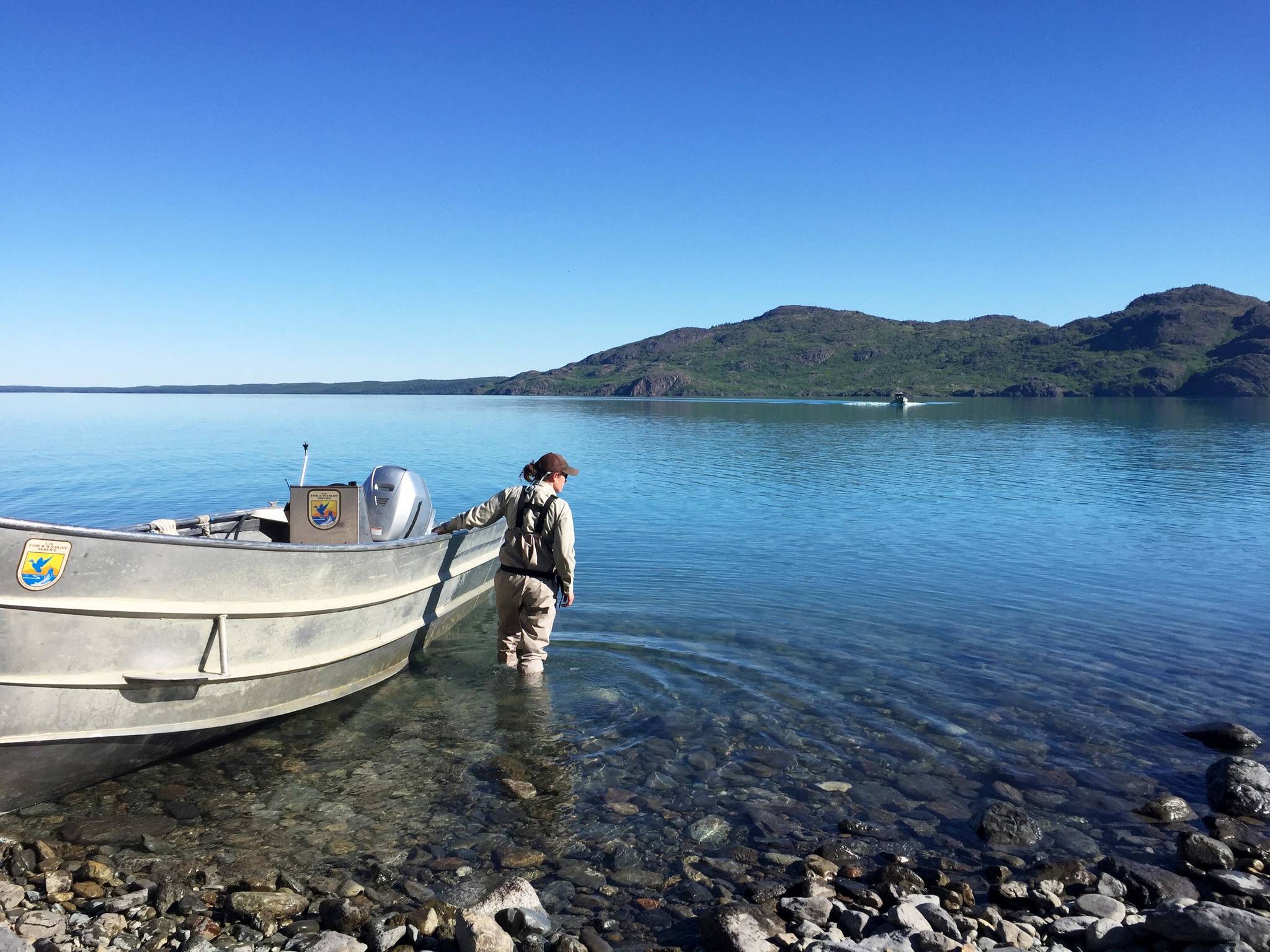 Christa Kennedy, a seasonal trail maintenance crew member at the Kenai National Wildlife Refuge, pulls in a motor boat to the south shore of Skilak Lake after a volunteer trail cleanup crew disembarked near the Cottonwood Creek Trail on Saturday, June 2, 2018 on the Kenai National Wildlife Refuge, Alaska. (Photo by Elizabeth Earl/Peninsula Clarion)