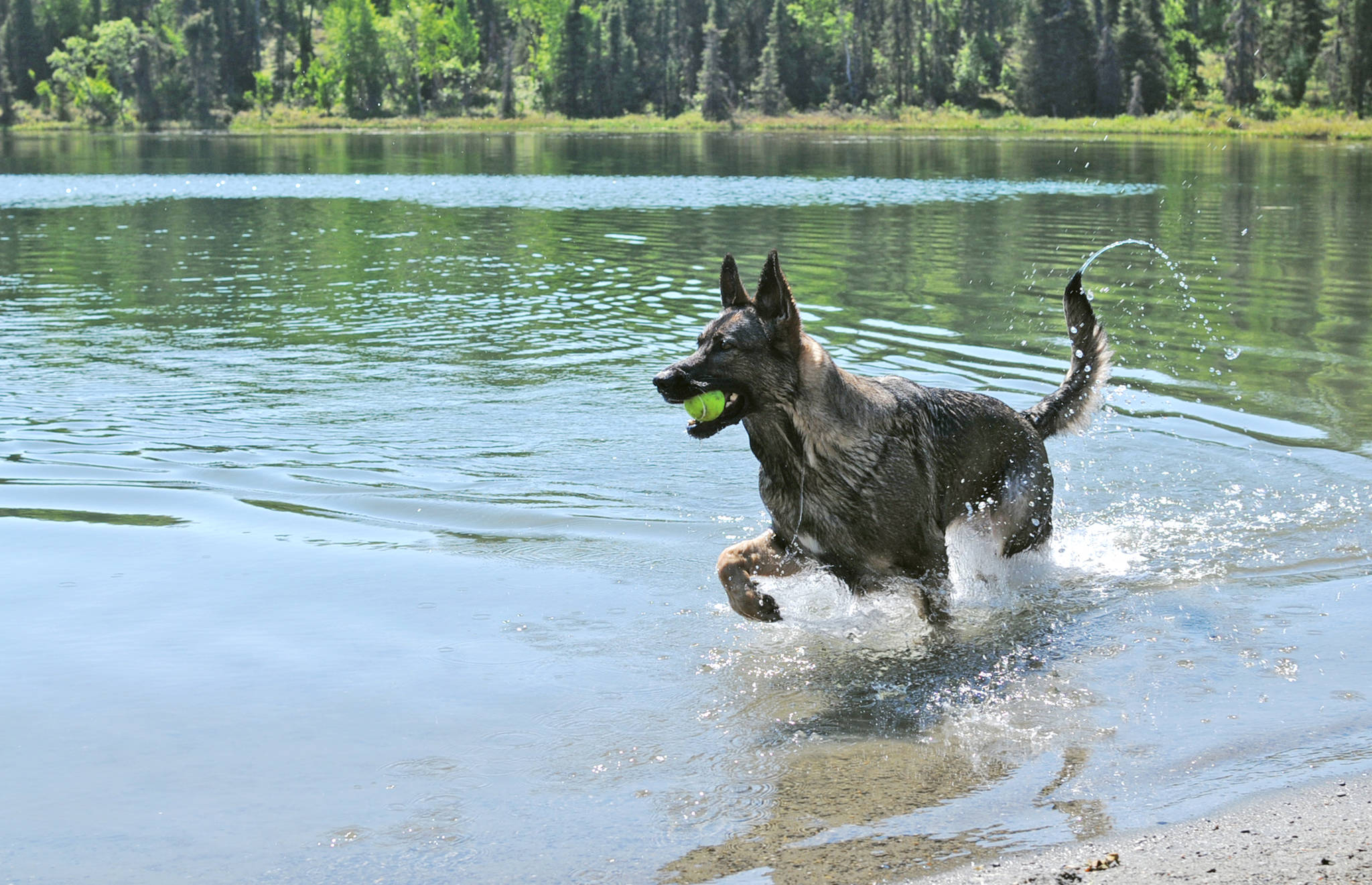 Nadia the German shepherd retrieves a tennis ball from Arc Lake on Wednesday, June 14, 2018 in Soldotna, Alaska. Wednesday brought sunny skies and temperatures in the mid-60s across the central Kenai Peninsula, drawing people out to the parks and lakes to enjoy the weather. Vendors and food trucks were setting up shop in Soldotna Creek Park during the day as well for Soldotna’s weekly Wednesday Market and Music in the Park event, which takes place each week in the summer months. (Photo by Elizabeth Earl/Peninsula Clarion)