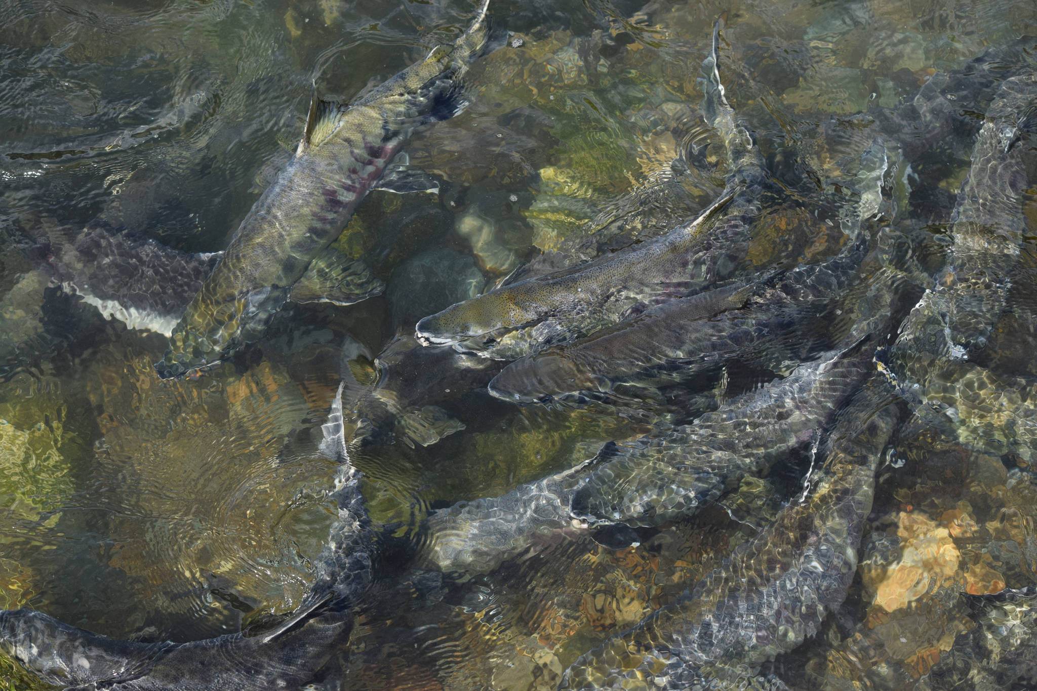 Chum salmon swim beneath the surface of Salmon Creek on Monday afternoon, Aug. 3, 2015. (Michael Penn | Juneau Empire file)