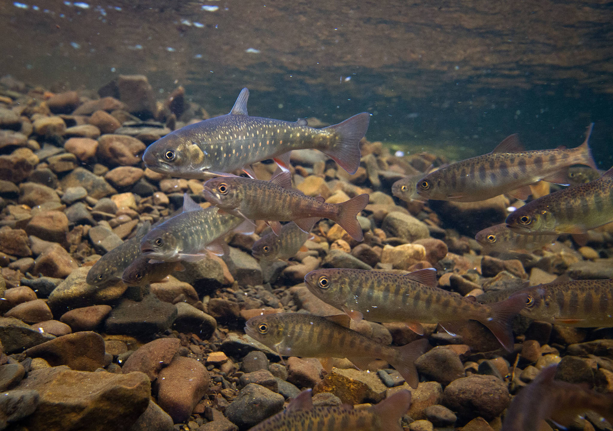 Coho salmon and Arctic char aggregate while feeding on sockeye salmon eggs. While coho derive much of their summer growth from invertebrates, char may rely entirely on sockeye salmon eggs, fry, and smolt. (Photo by Jonny Armstrong)