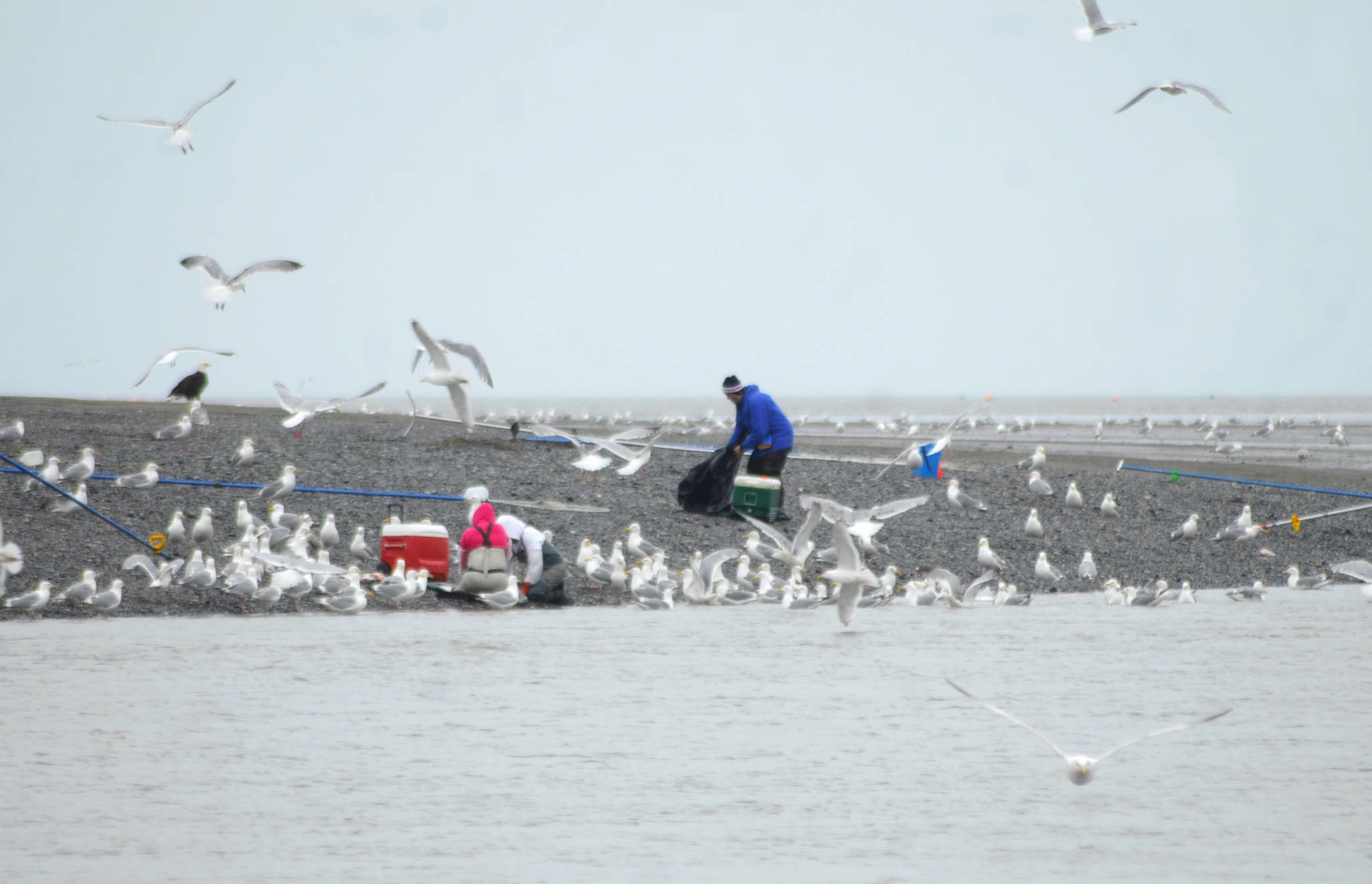 Gulls mill and call near where fishermen clean the sockeye salmon they caught dipnetting near the mouth of the Kasilof River on Wednesday, June 28, 2018 in Kasilof, Alaska. The personal-use dipnet fishery on the Kasilof River opened Monday, with fish counts significantly behind last year and behind the 10-year average for the same date. Some fishermen were successful Wednesday, though, both from shore and from boats. (Photo by Elizabeth Earl/Peninsula Clarion)