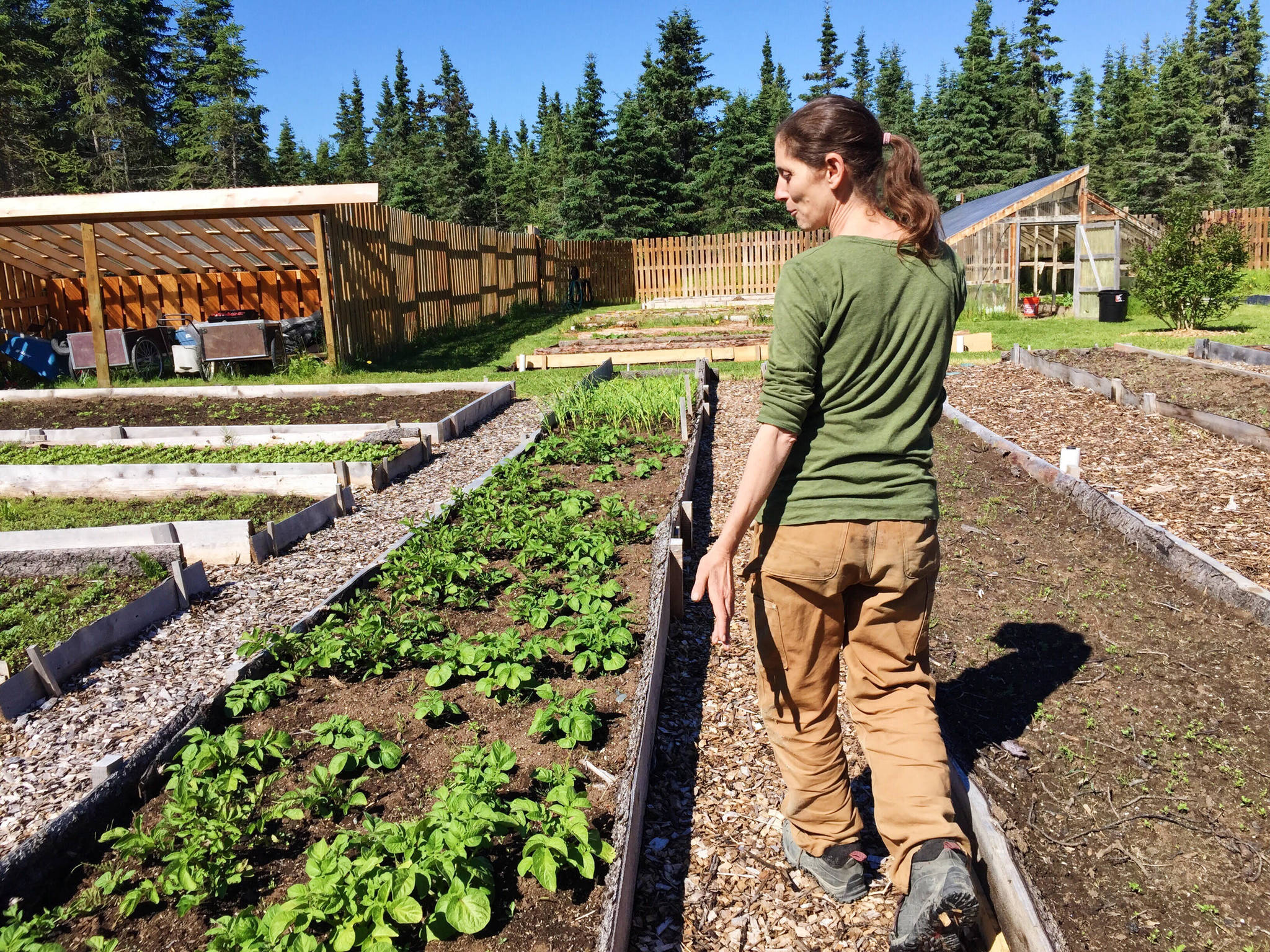 Eliza Eller walks through the garden in Ionia on Tuesday, July 3, near Kasilof, Alaska. Eller said that the garden provides much of the food for the community. (Photo by Victoria Petersen/Peninsula Clarion)