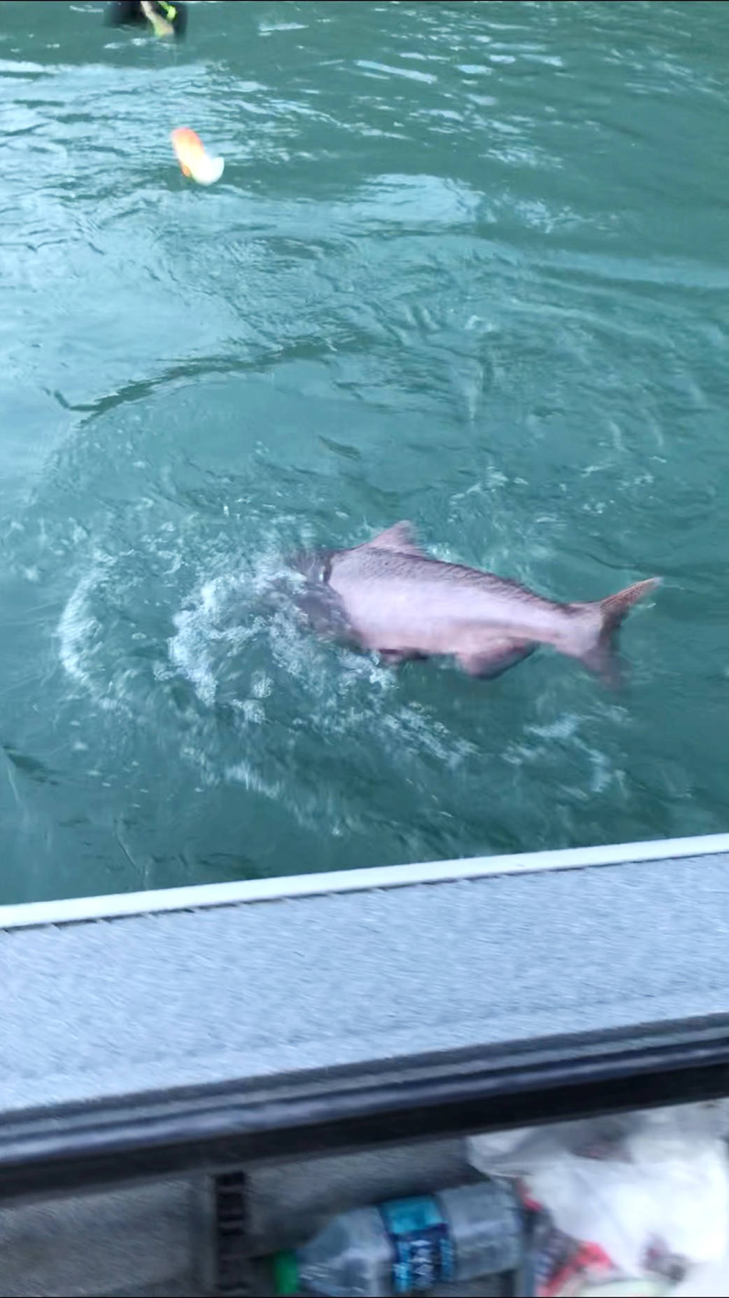 This photo shows a Kenai River king salmon returning to the water after being released. (Photo courtesy Scott Miller)