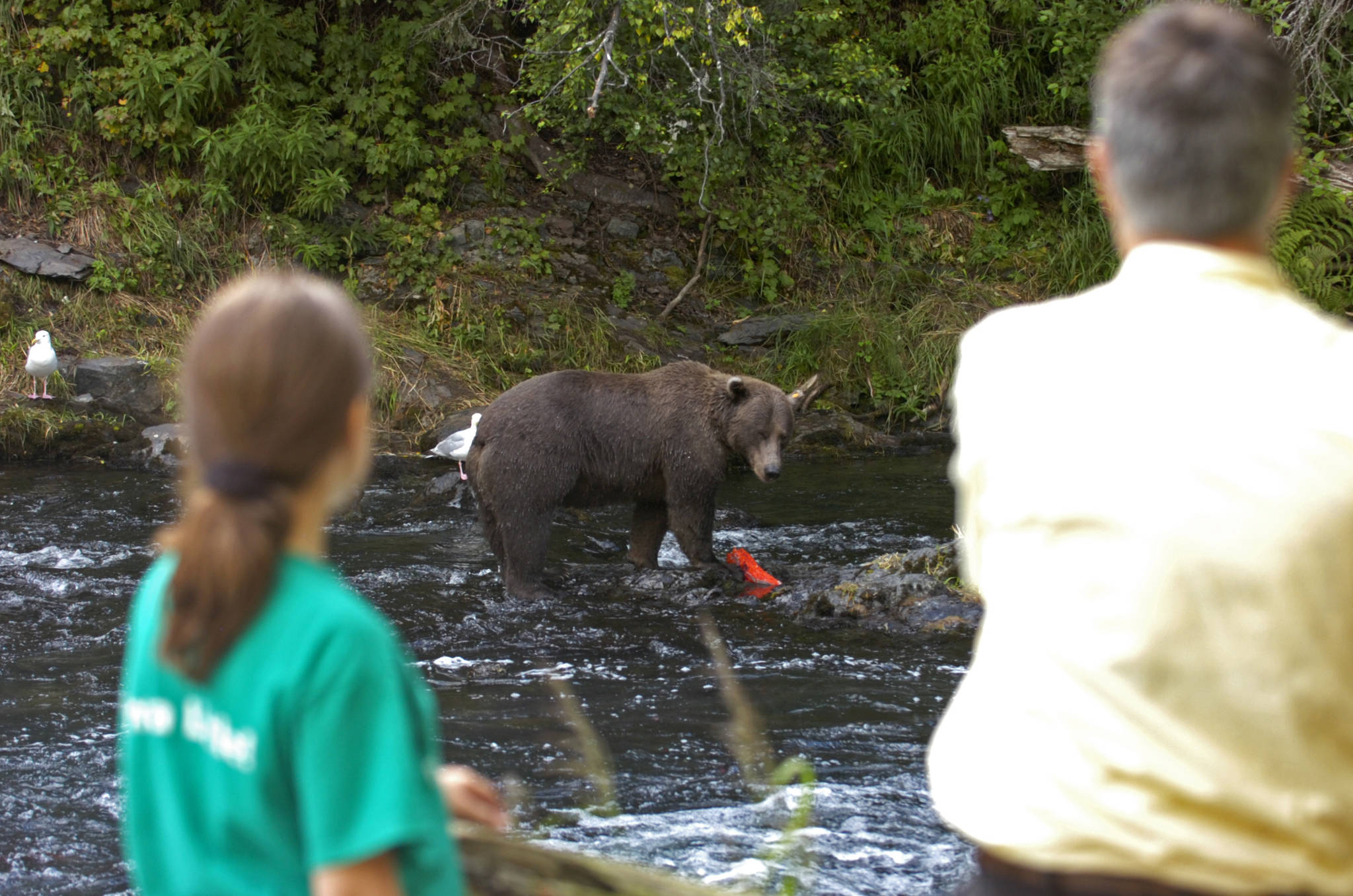 In this Aug. 10, 2008 file photo, hikers watch a brown bear fish on the Russian River near the falls near Cooper Landing, Alaska. Human-bear interactions are a fact of life in Alaska. (Clarion file photo)