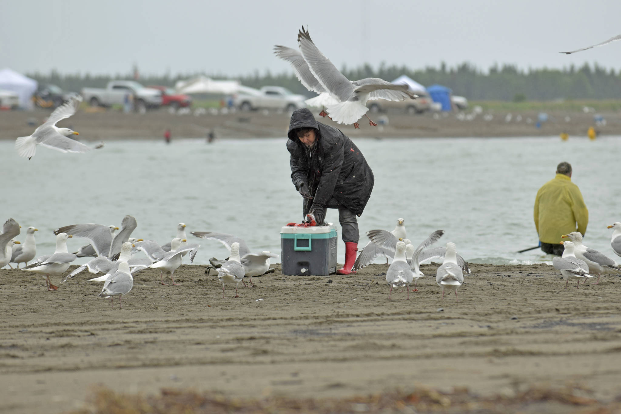 A woman fends off gulls during the first day of dipnetting season on Tuesday, July 10, 2018, on Kenai Beach, in Kenai, Alaska. (Photo by Erin Thompson/Peninsula Clarion)