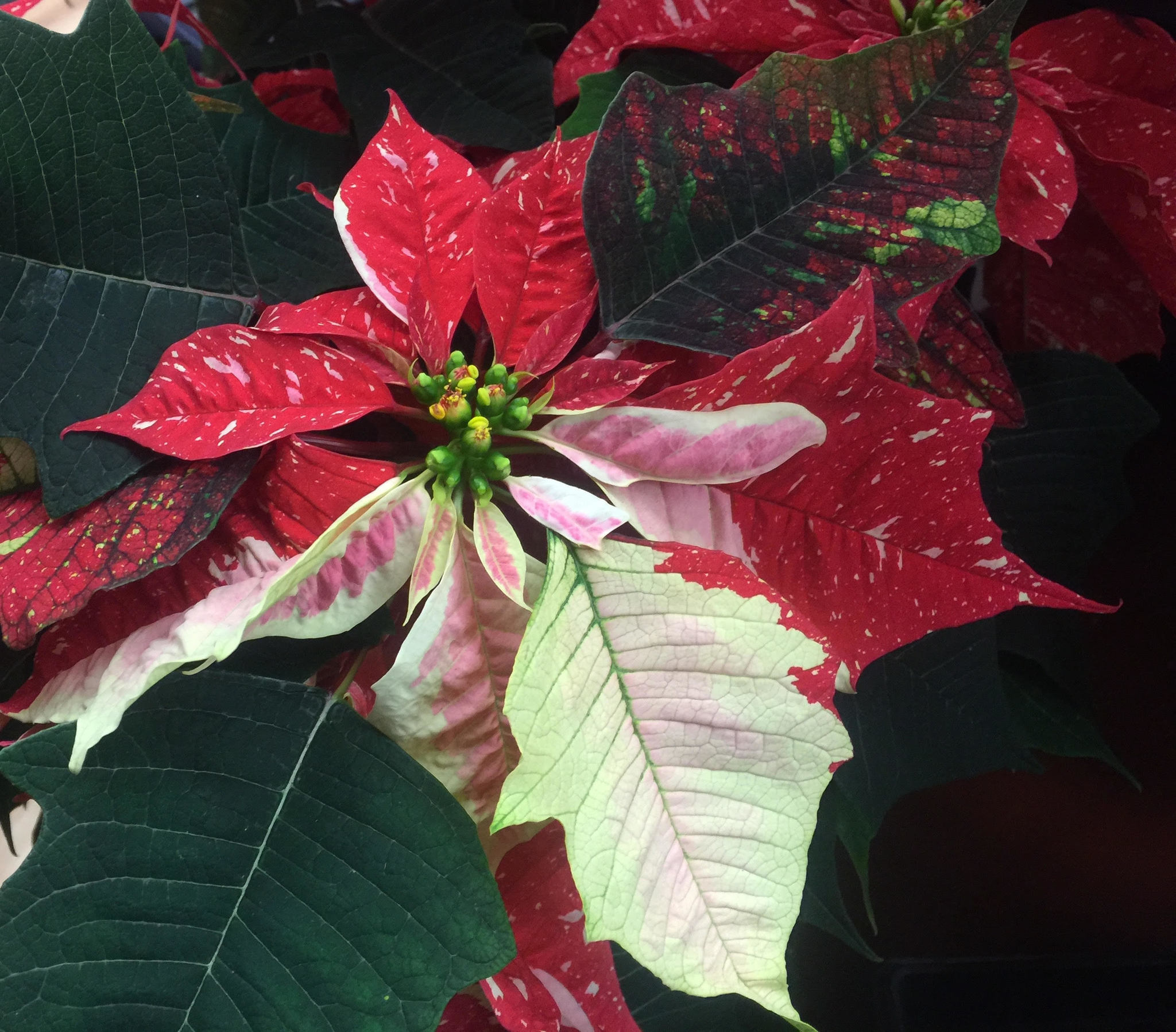 AP Photo/By Dean Fosdick  This Dec. 3, 2016 photo taken at a Langley, Wash., grocery store, shows poinsettias. Poinsettias aren’t annuals if grown indoors. You can restore them to provide good cheer for yet another holiday season. The main attraction of poinsettias, like these pictured here, is not their flowers, but their leaves. The actual flowers are the small buds buried deep within the leaf cluster that bloom yellowish green.