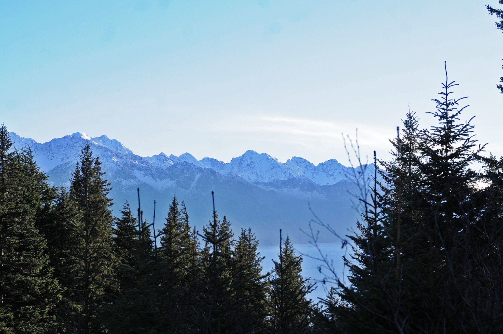 Trees grow on the side of Mt. Marathon overlooking Resurrection Bay on Nov. 6, 2016 near Seward, Alaska. (Elizabeth Earl/Peninsula Clarion)