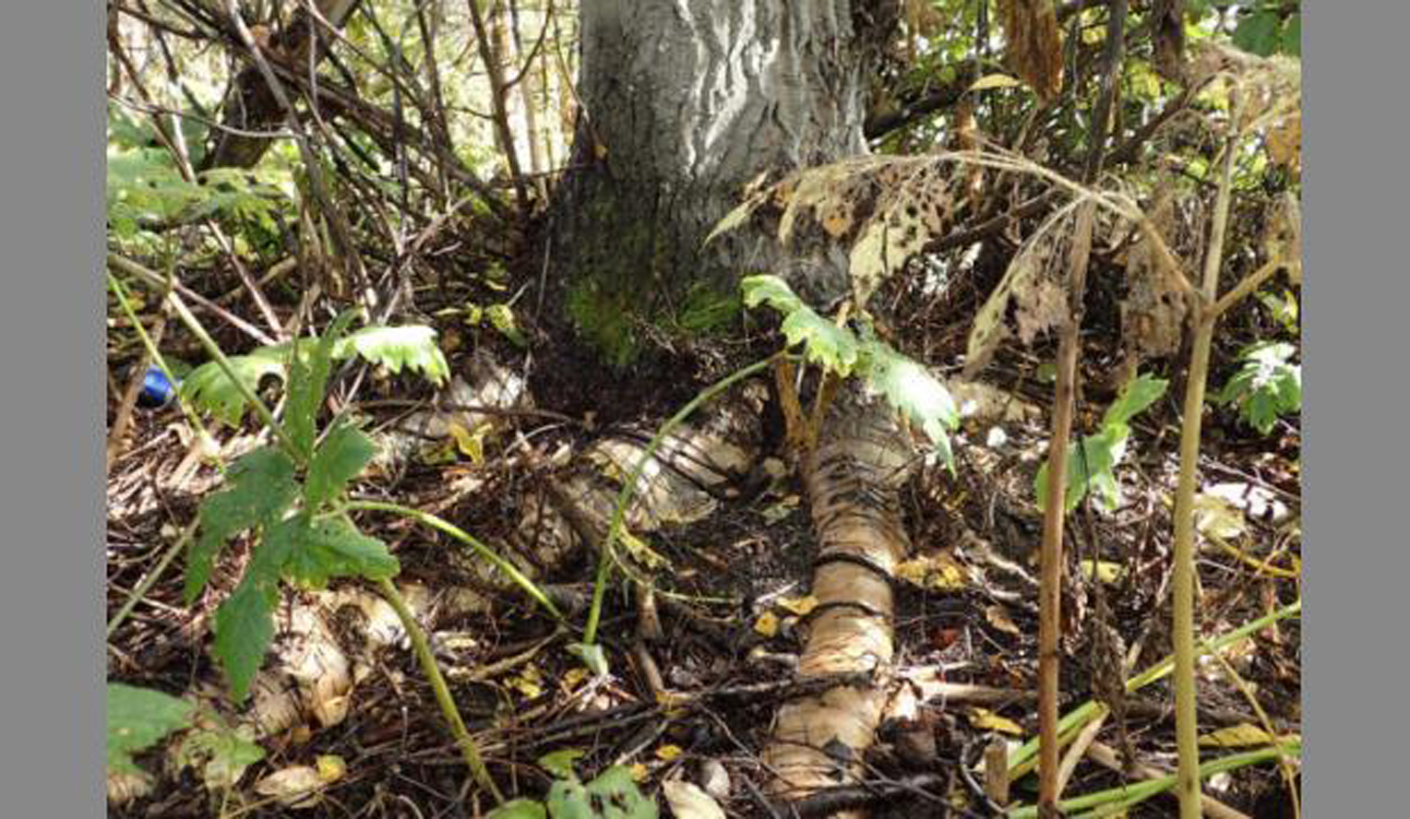 This Oct. 17, 2016 photo shows exposed cottonwood tree roots after European nightcrawler earthworms and two other earthworm species ate through the upper soil layers near Stormy Lake in Nikiski, Alaska. (Photo courtesy Matt Bowser/Kenai National Wildlife Refuge)